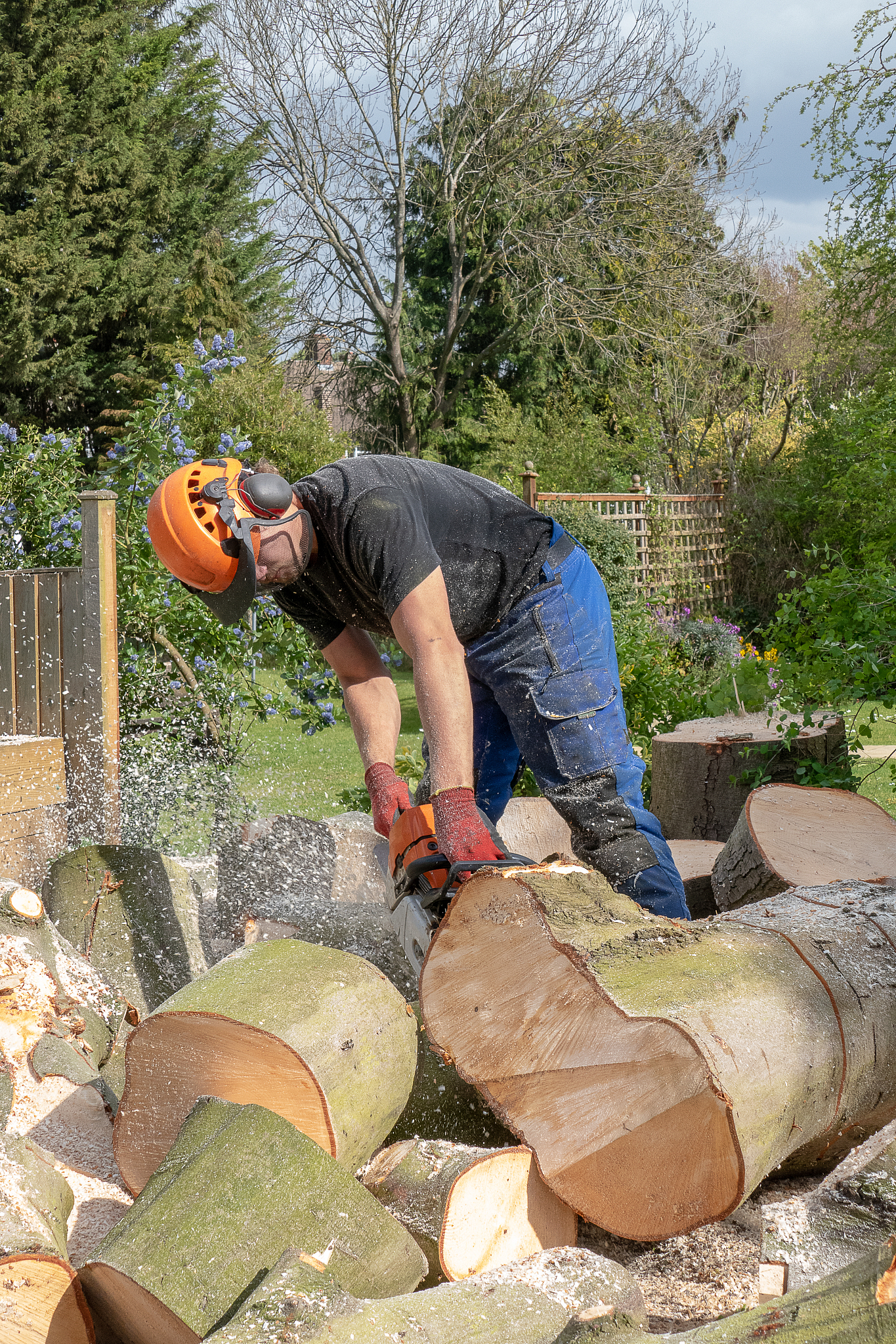 cutting up a fallen tree.