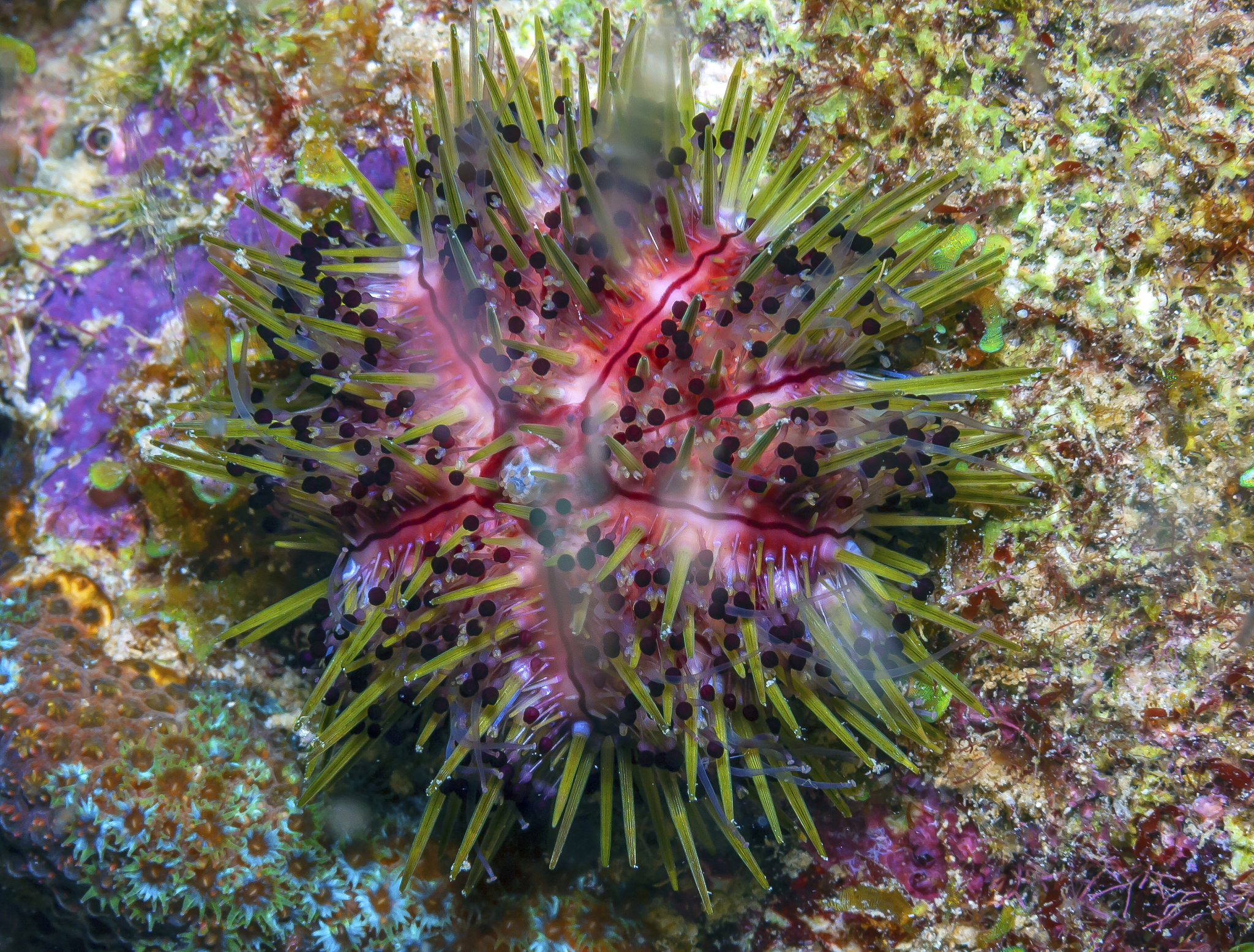 介绍一下海蛞蝓叶羊