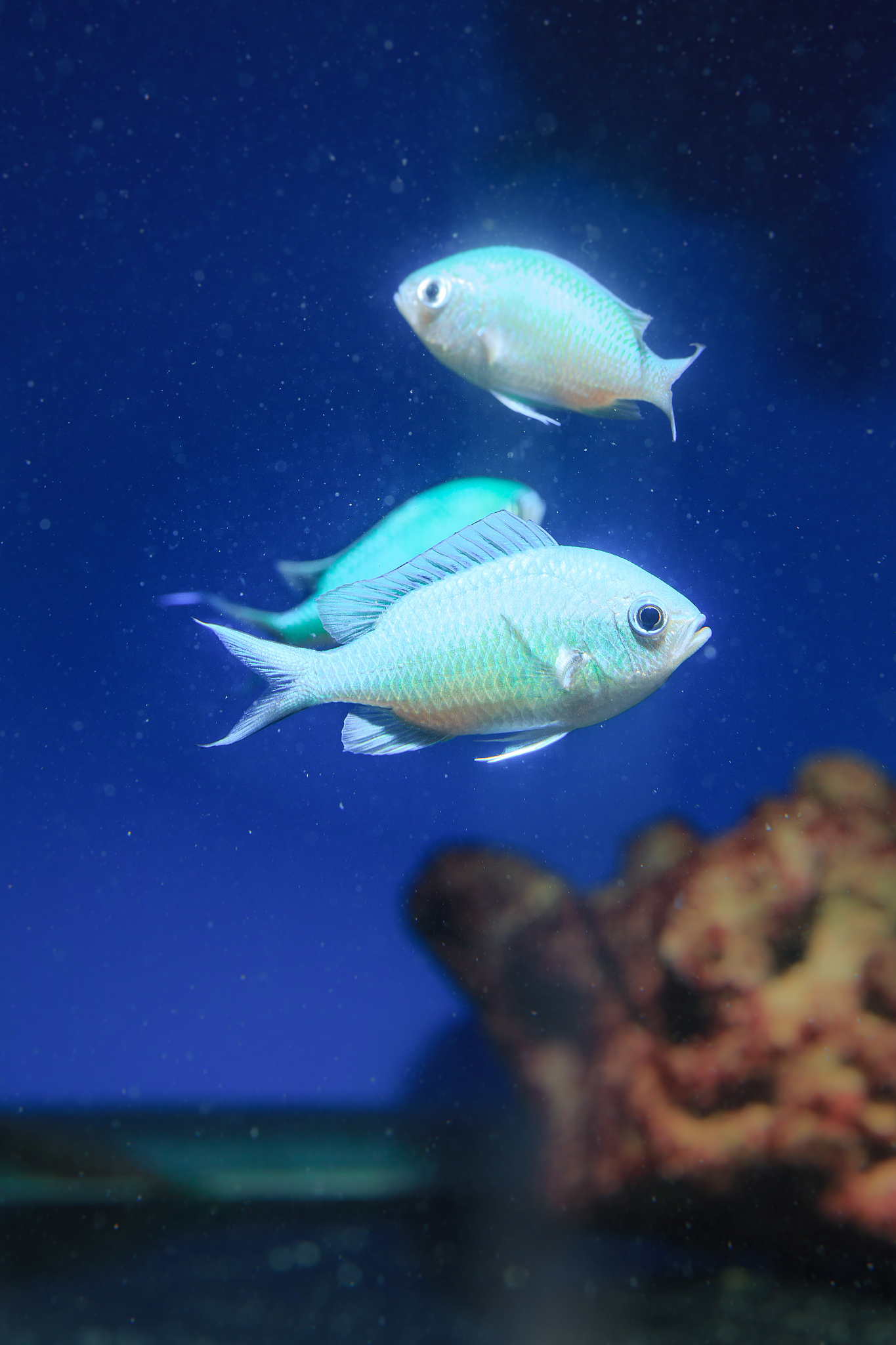 sea life