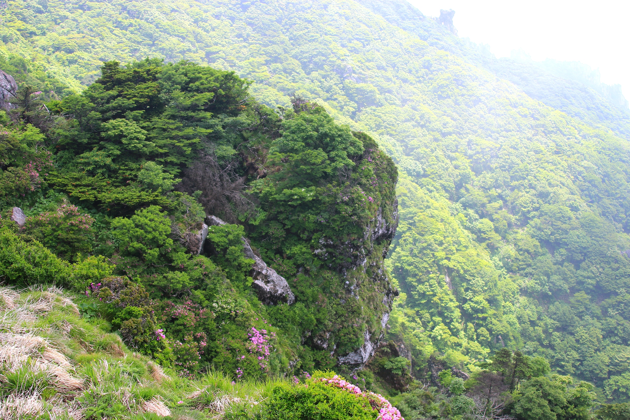 hallasan, mountain, mountain, mountain, forest, mountain, forest