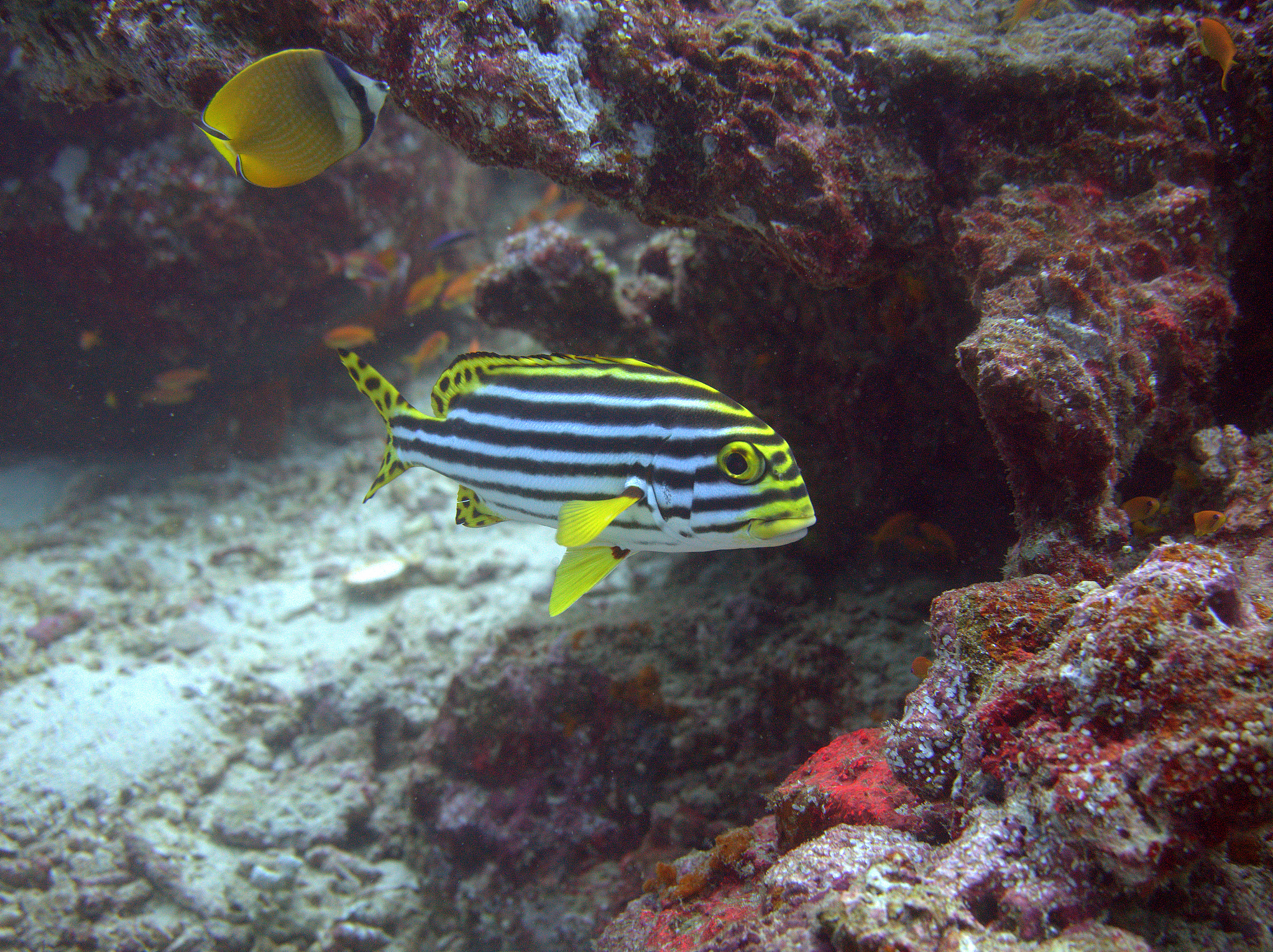close-up of an oriental sweetlip at the komodo islands