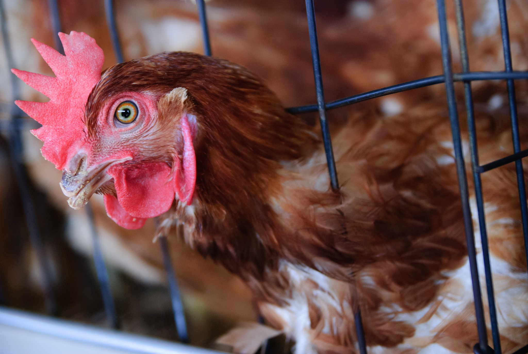 chicken