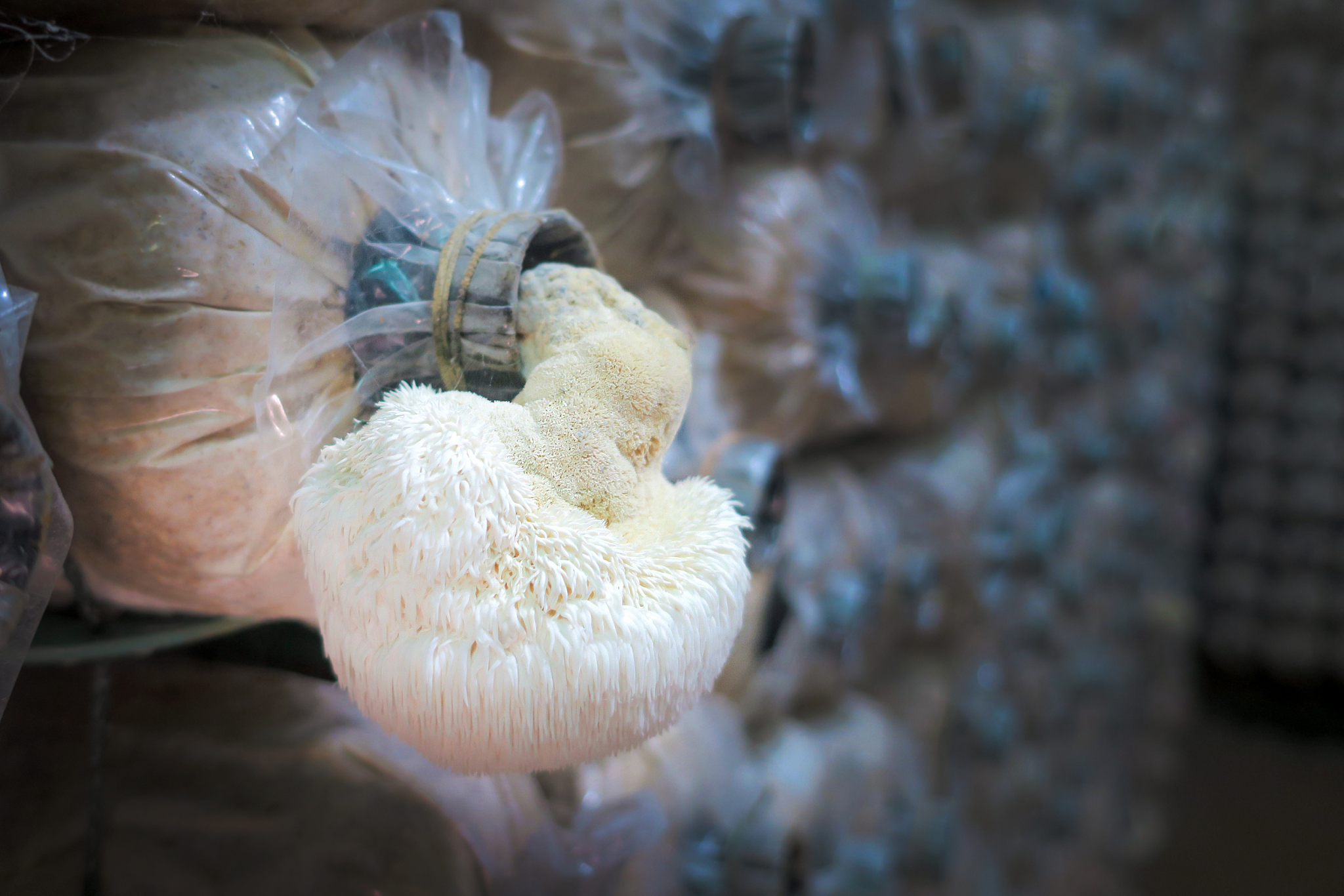 猴子和刺猬：优势互补的故事 (看图写话)