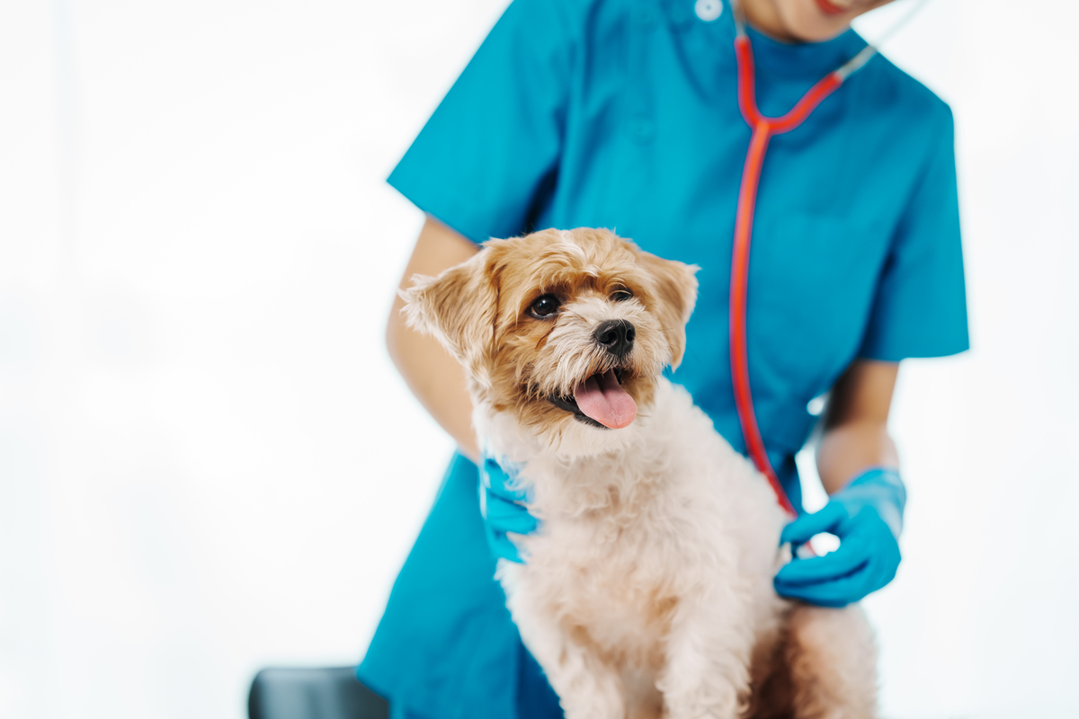 重庆三峡职业学院动物医学专业就业前景怎么样