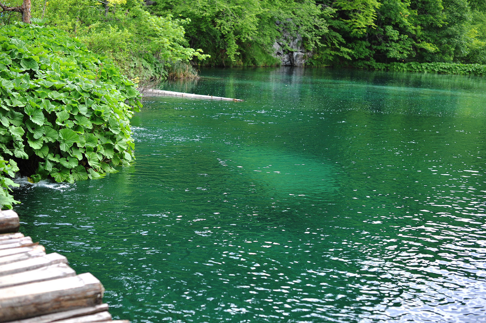 lake in forest