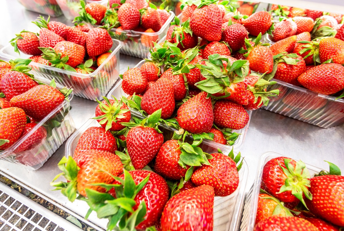 树莓和草莓哪个保存时间更久