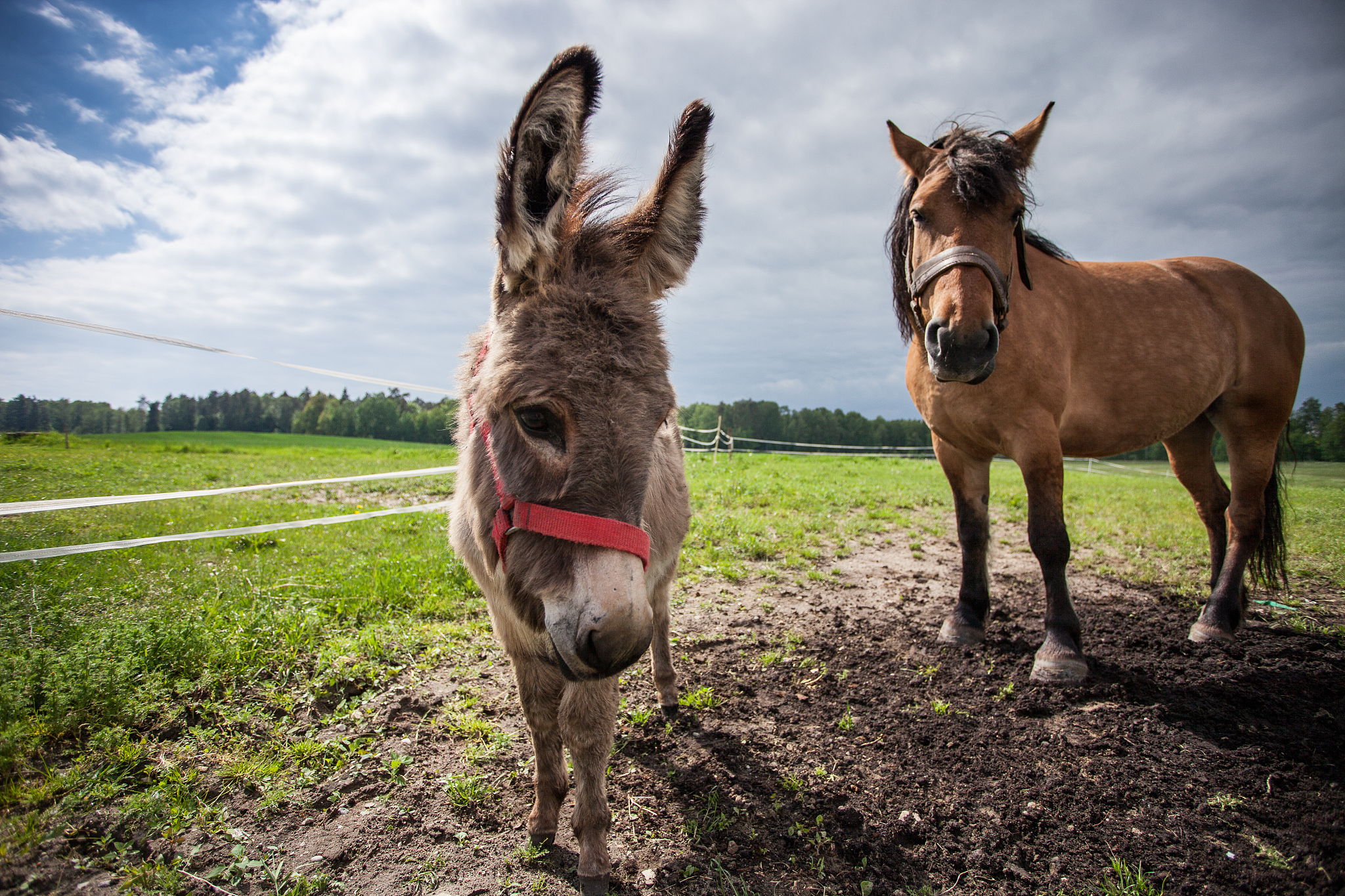 farm life