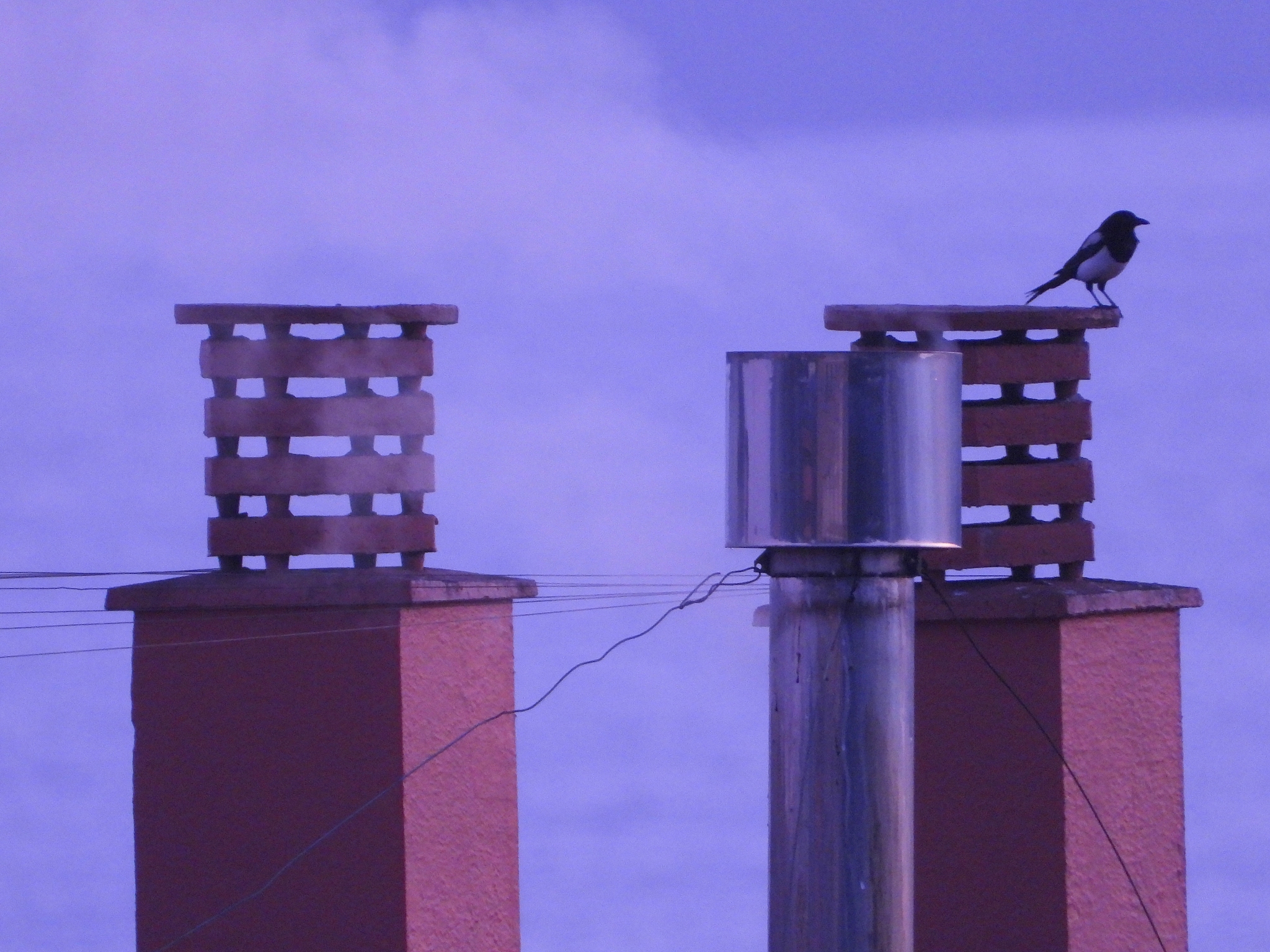 带鹊字的餐饮行业