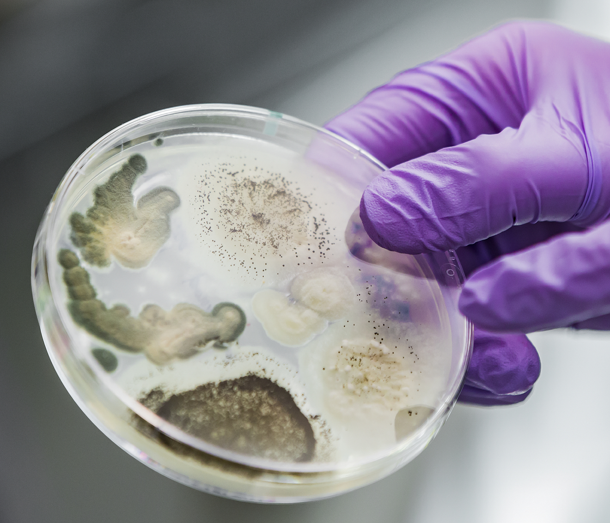 辽阳职业技术学院食品生物技术专业课程设置详解：学习内容、实践操作、就业前景