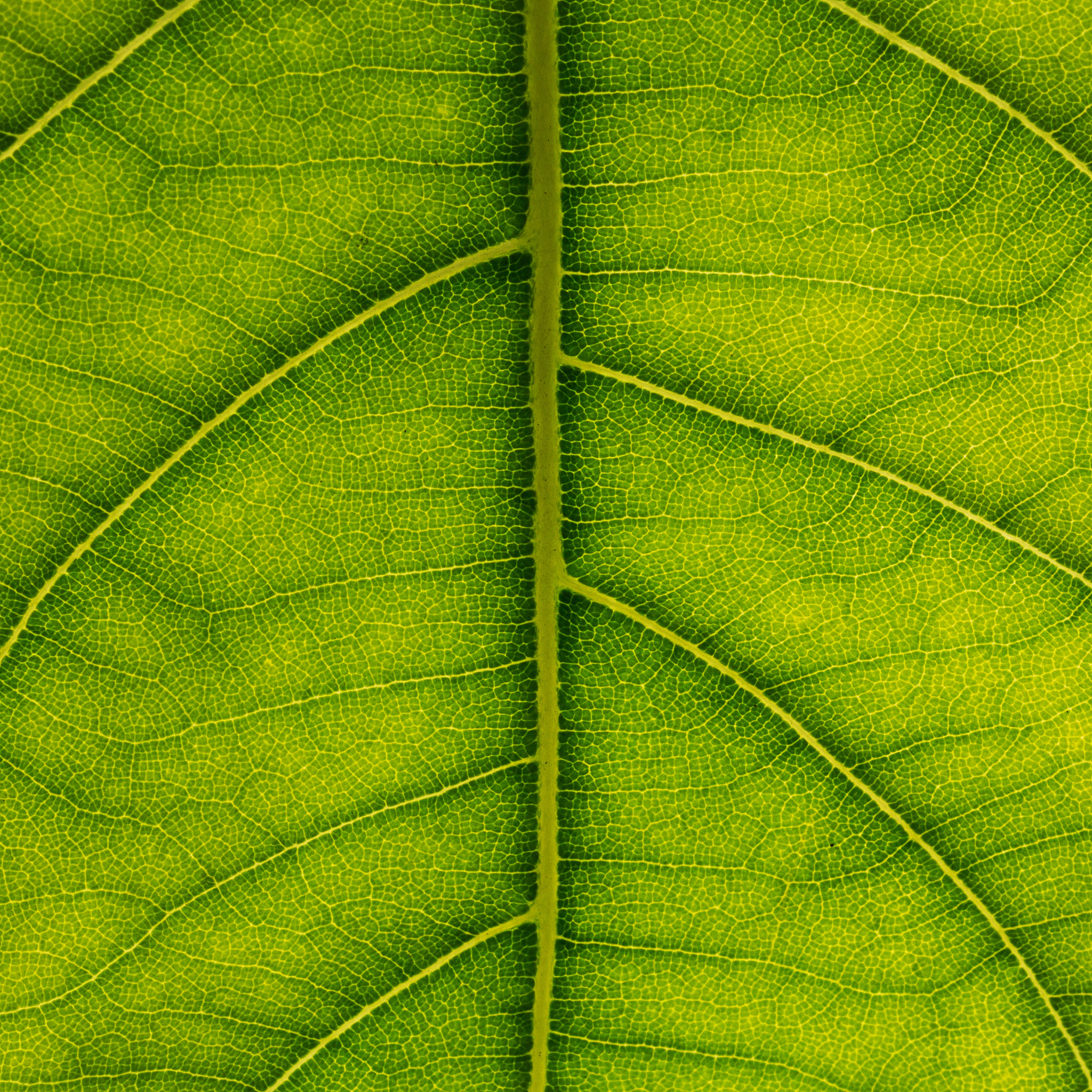 green leaf texture
