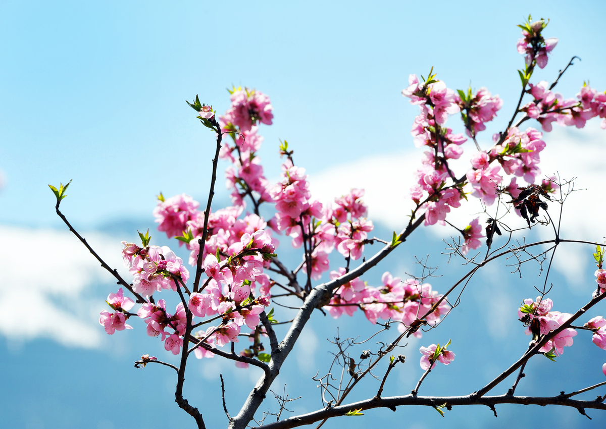 春天草长莺飞花红柳绿处处是美景。请你结合春天的特点写一段文字来描写桃花在枝头盛开的情景60字左右