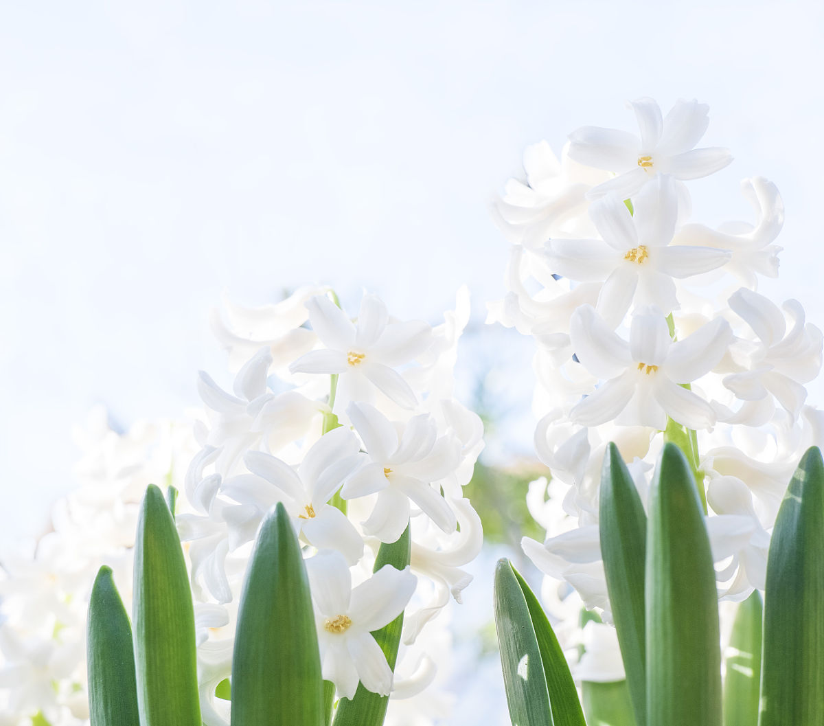 春天是什么？仿写300字以上 - 探索春天的奇妙变化