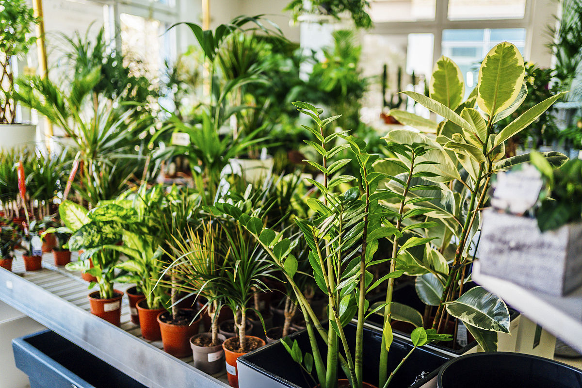 发财树养护指南：光照、温度、浇水、土壤、施肥和修剪