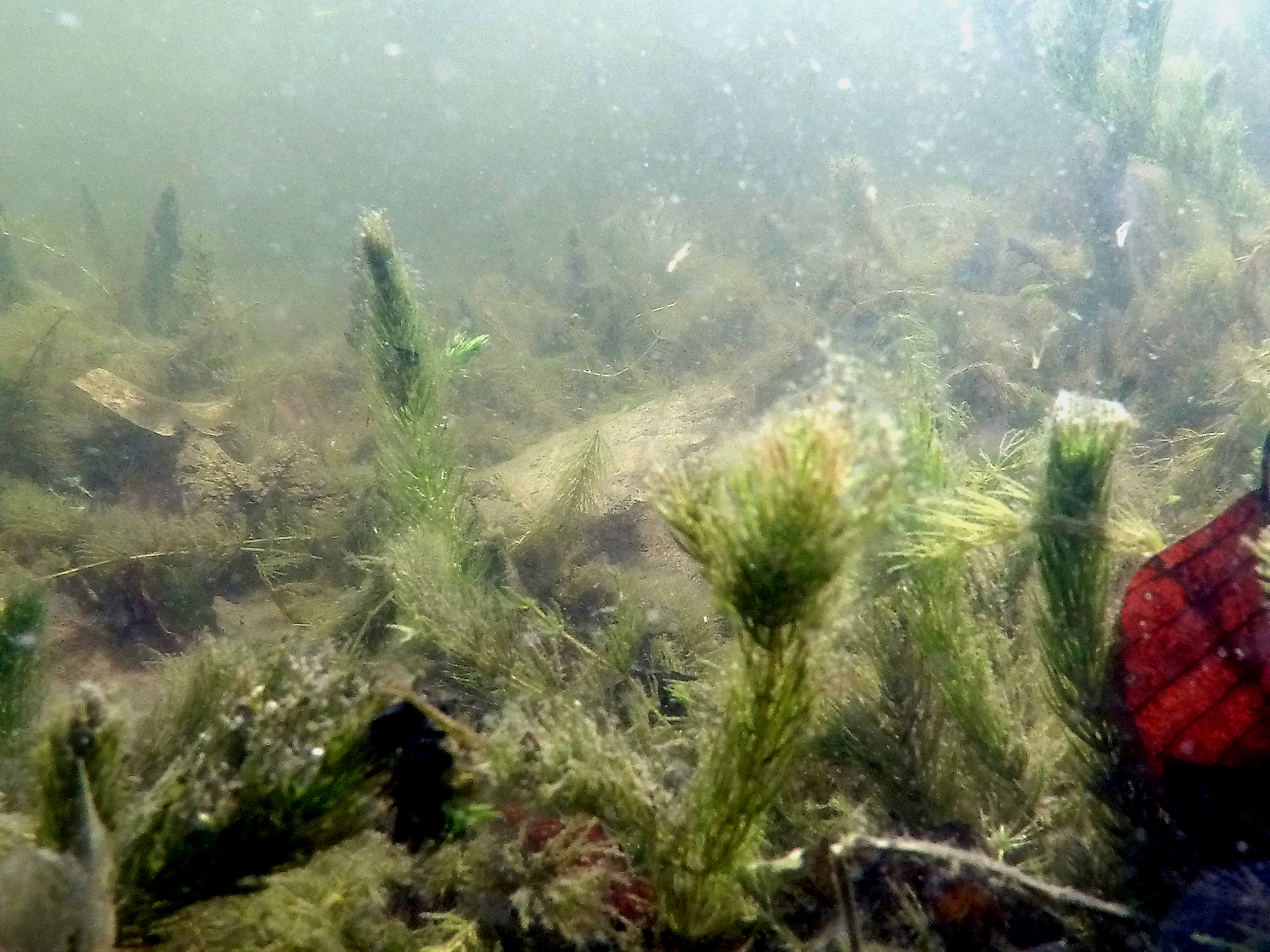 买回来的苔条要洗吗