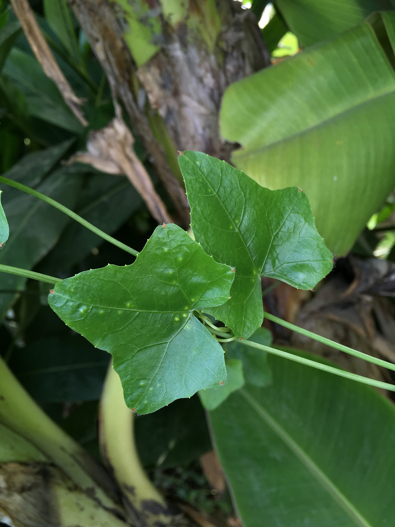 green coccinia grandis leaves in nature garden