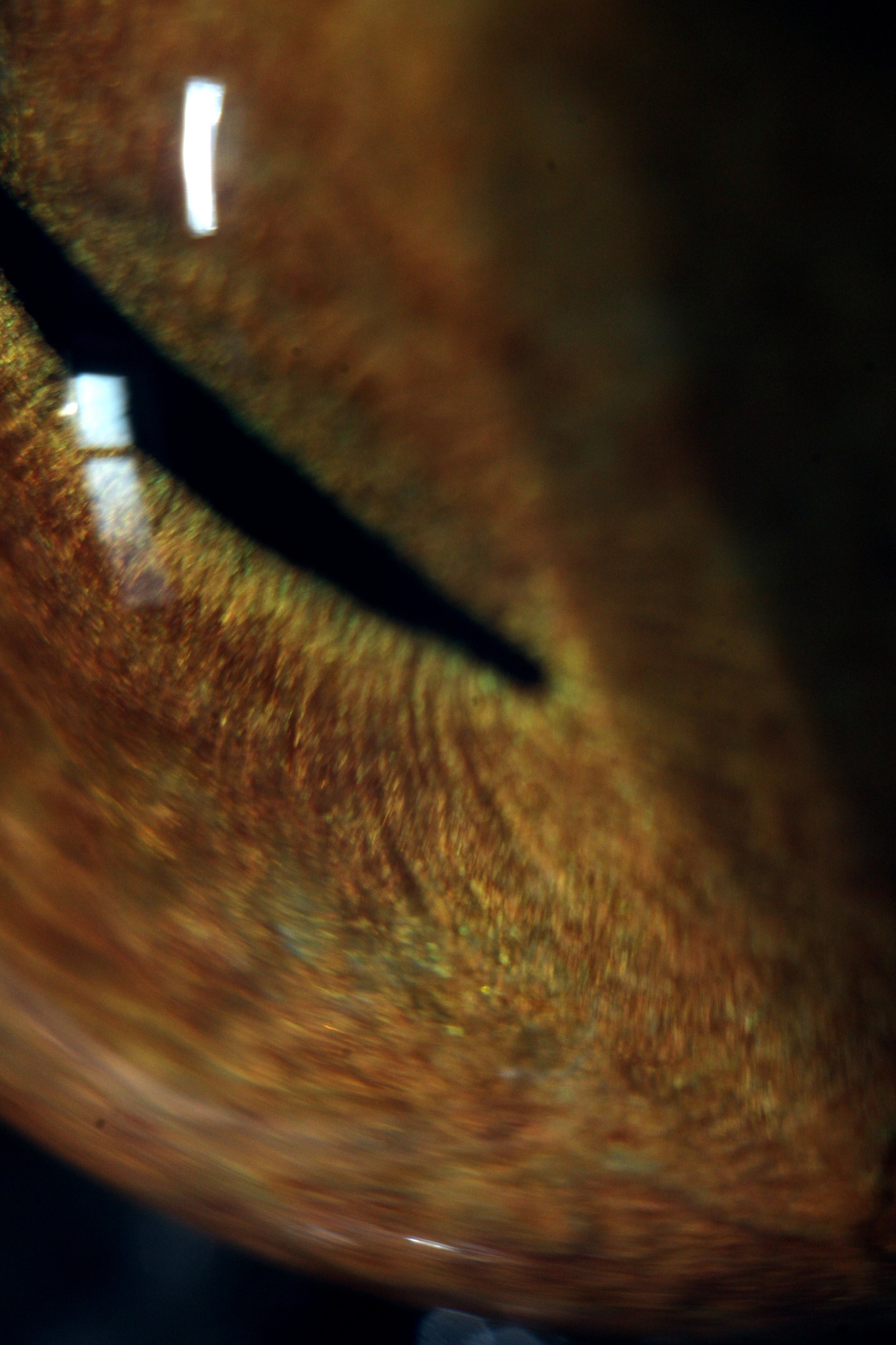 cat's eye at maximum magnification macro