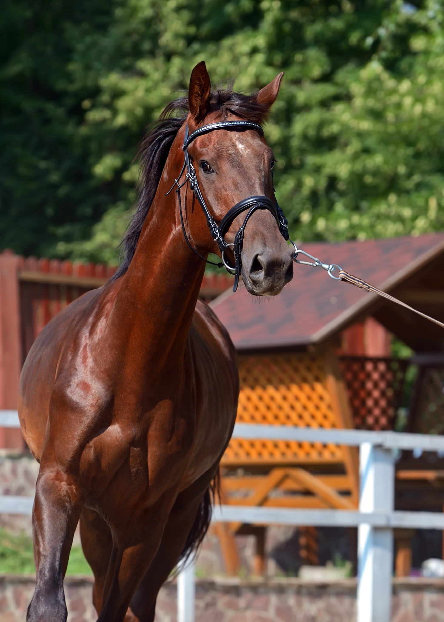horse