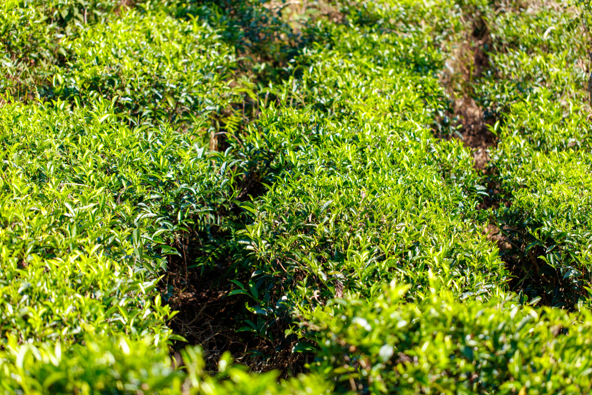 漳州科技职业学院茶叶生产加工技术专业怎么样