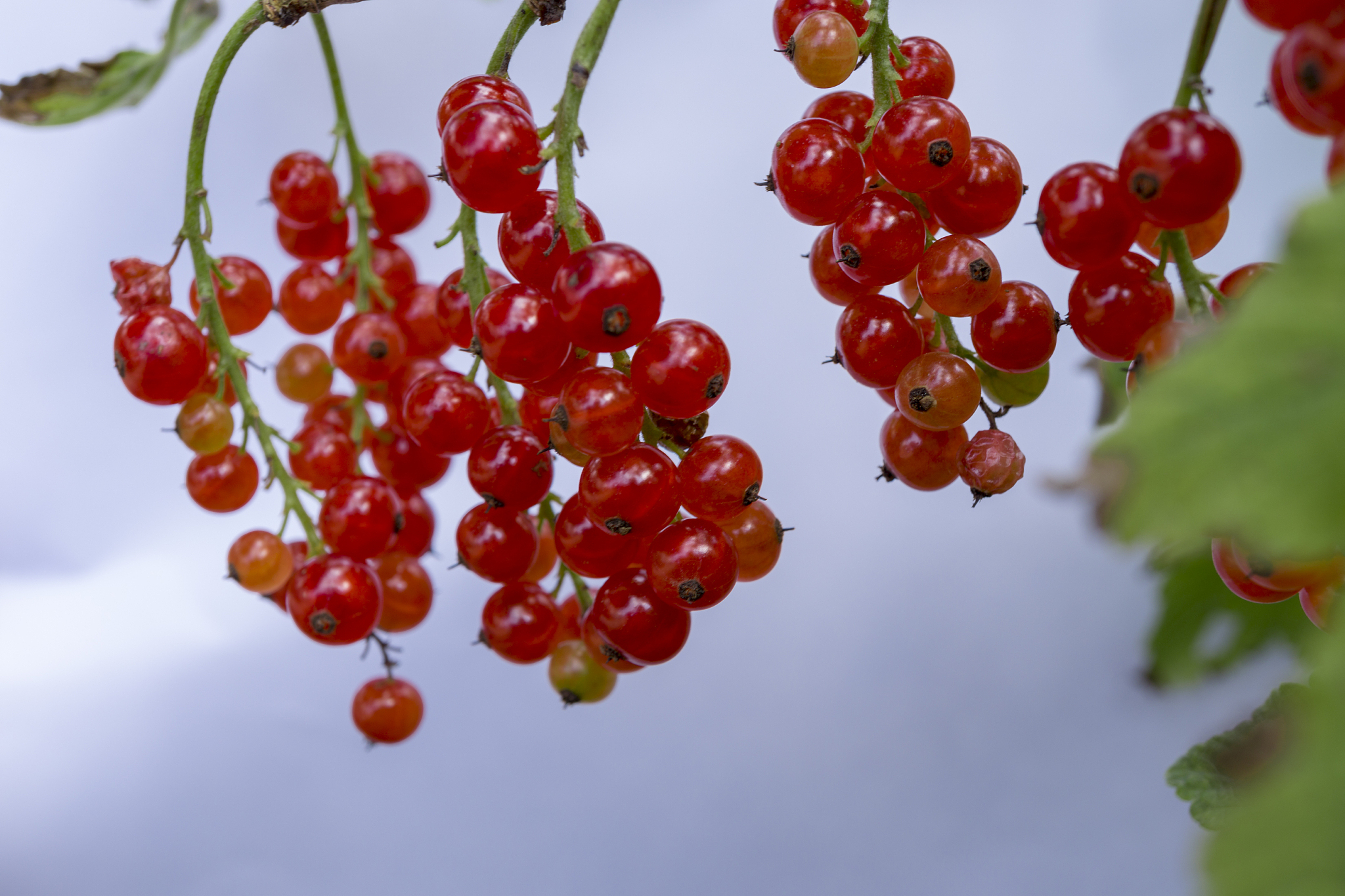ripe red currant berries close up