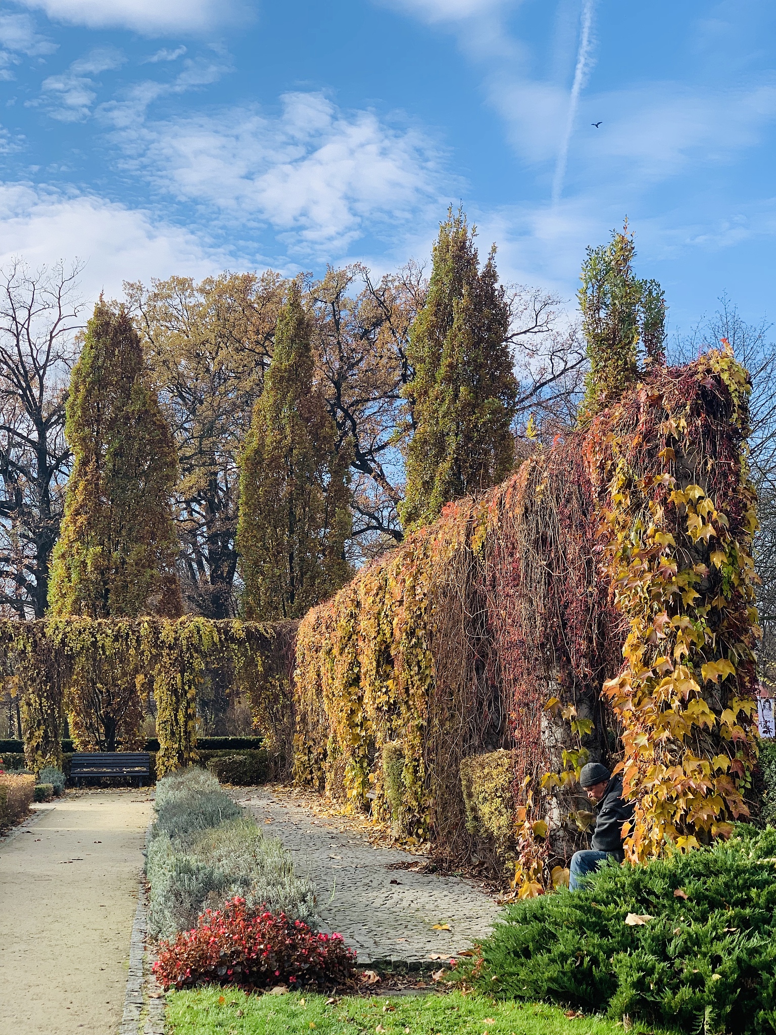 Who Wrote 'Leaves of Grass'?  - Discover the Author of This Famous Poetry Collection