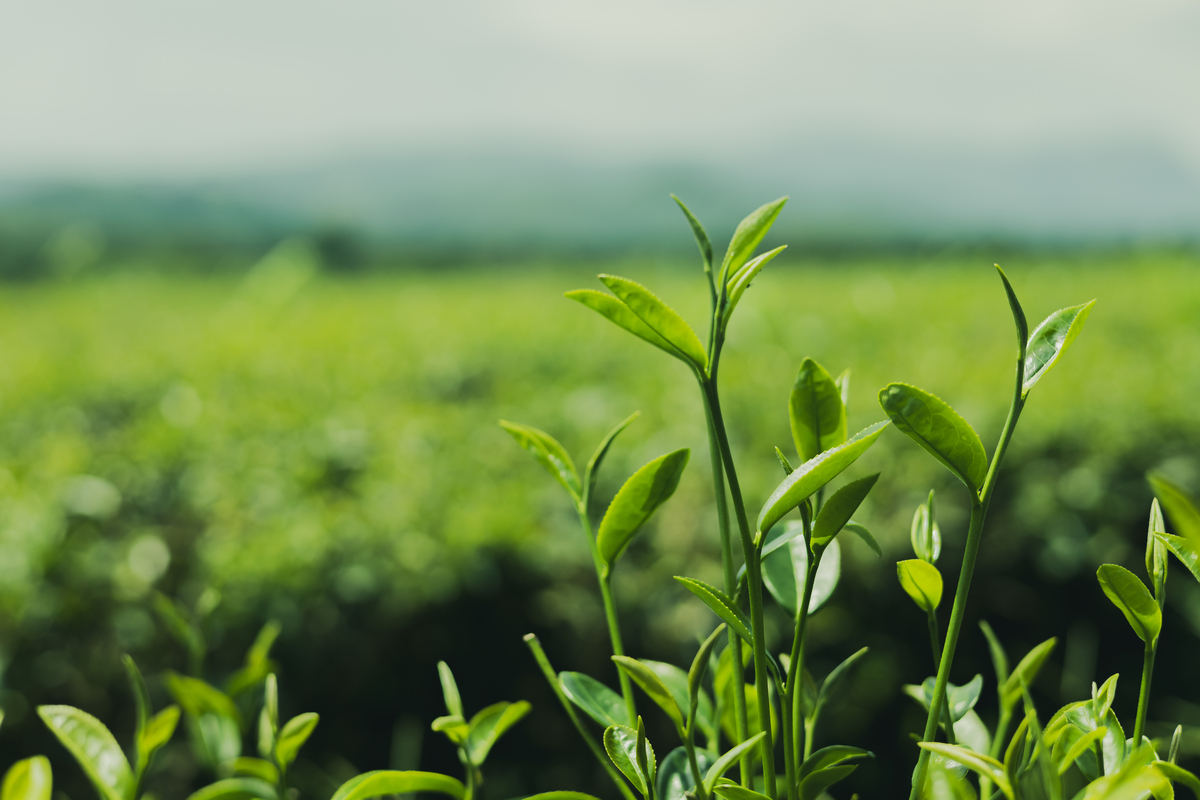 湄潭翠芽：西南名茶，口感鲜爽，保健功效显著