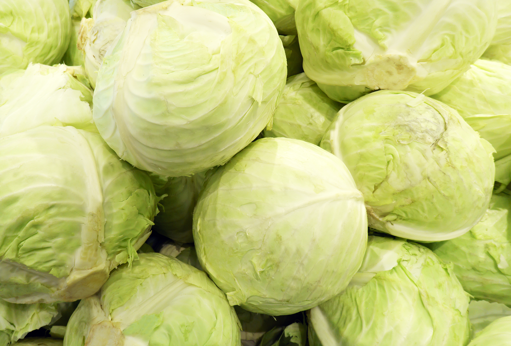 fresh cabbage in the market.
