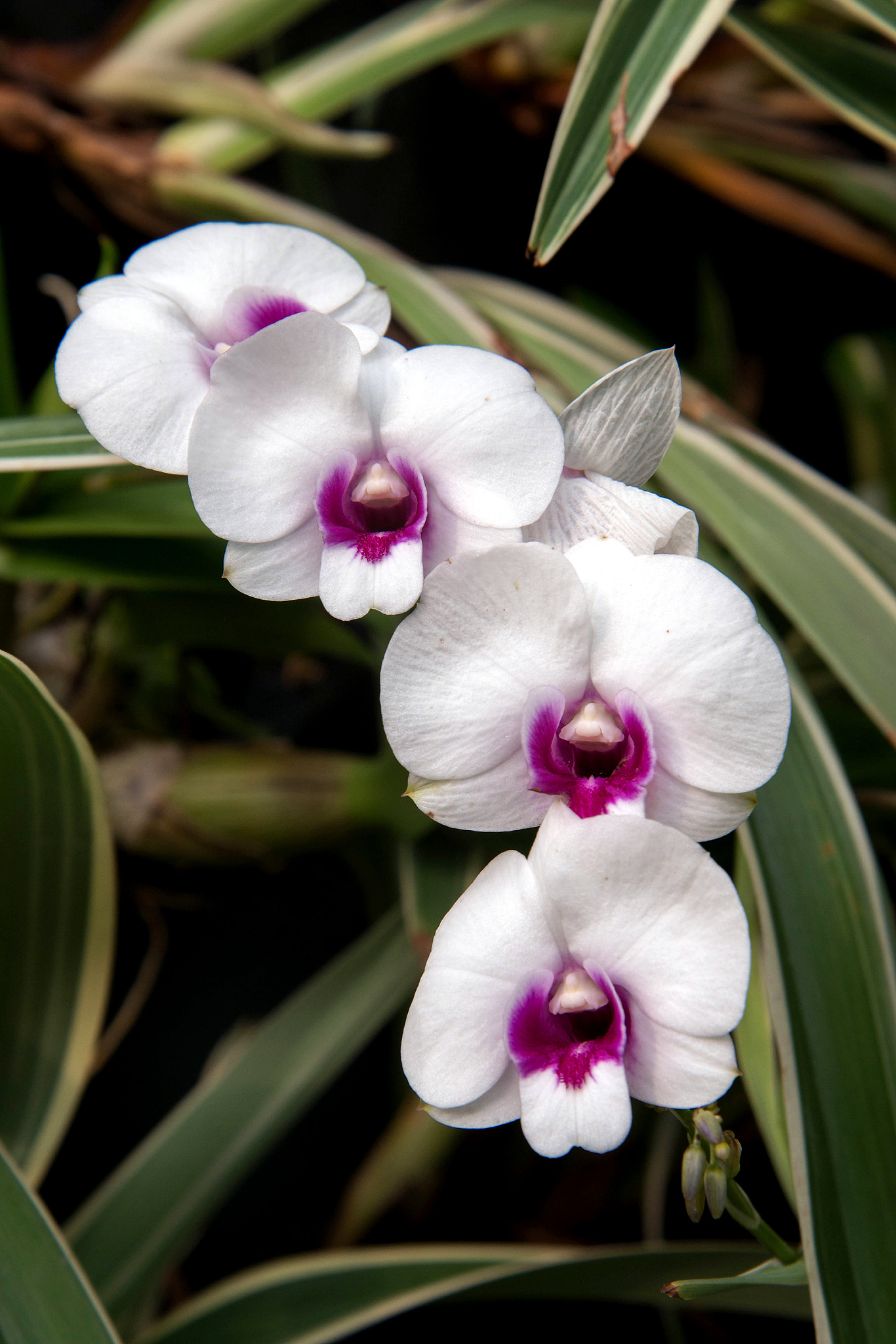 white dendrobium orchid flower