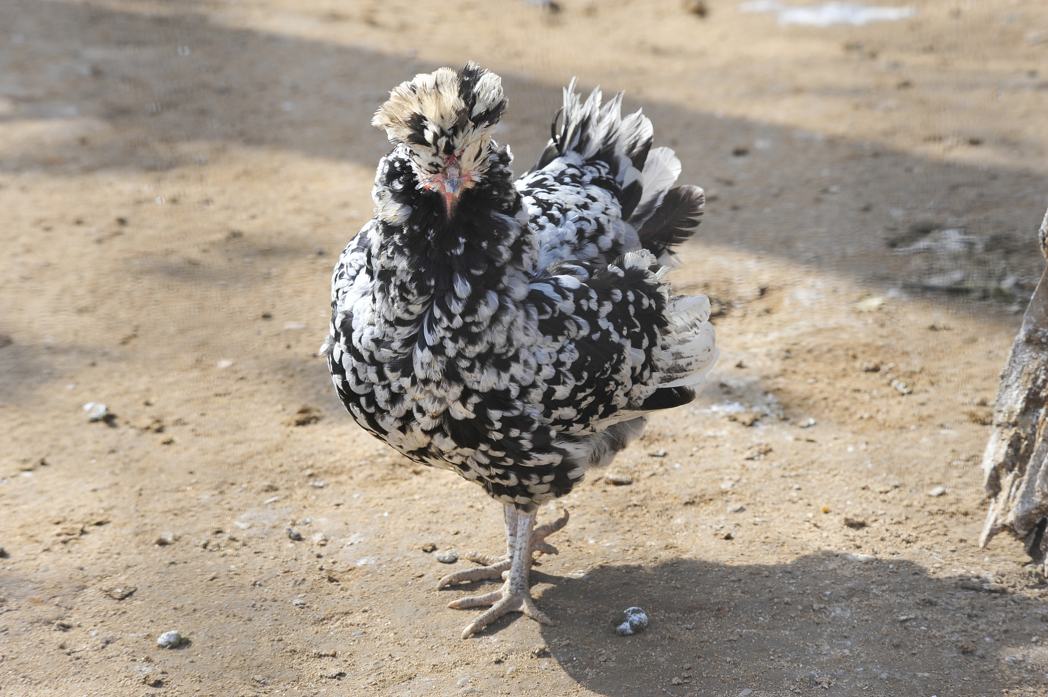 chicken, chicken wing