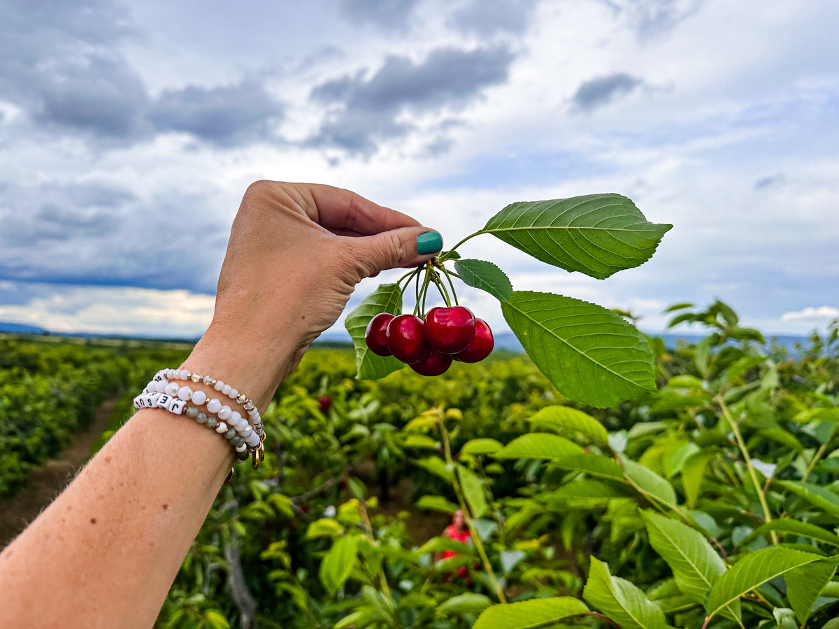 田园生活乐趣多+新鲜采摘+春日的水果总能治愈心情+意思帮我用210字详细描述