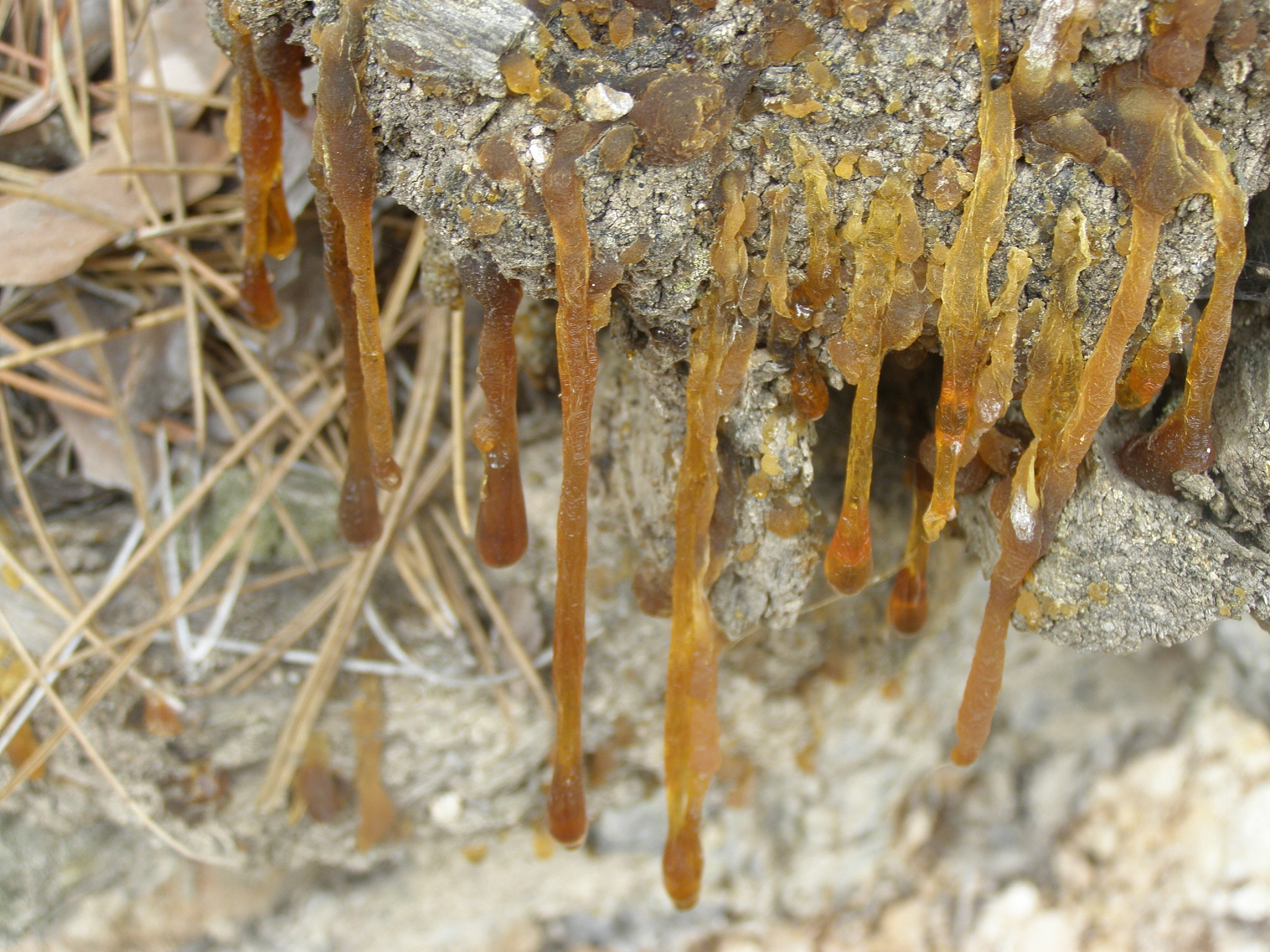 close-up of dry rosins on root