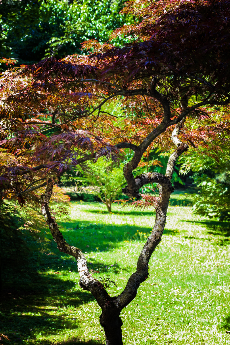 写一篇诗情画意的文章在那静谧的山林里一片片枫叶飘舞着像是秋天的精灵在欢快地跳跃着。山路蜿蜒曲折小溪潺潺流淌着石头上青苔落满像是一层翠绿的毯子。远处一座古老的庙宇静静地矗立在山巅屋檐下挂满了红灯笼散发出一股神秘的气息。庙前有一棵古树枝繁叶茂挺拔高大树下有一块石头似乎在等待着什么。不远处一群小鹿轻盈地跳跃着它们的眼神中充满了好奇仿佛在探寻着这个世界的奥秘。这是一幅诗情画意的画卷让人心旷神怡仿佛置身于世