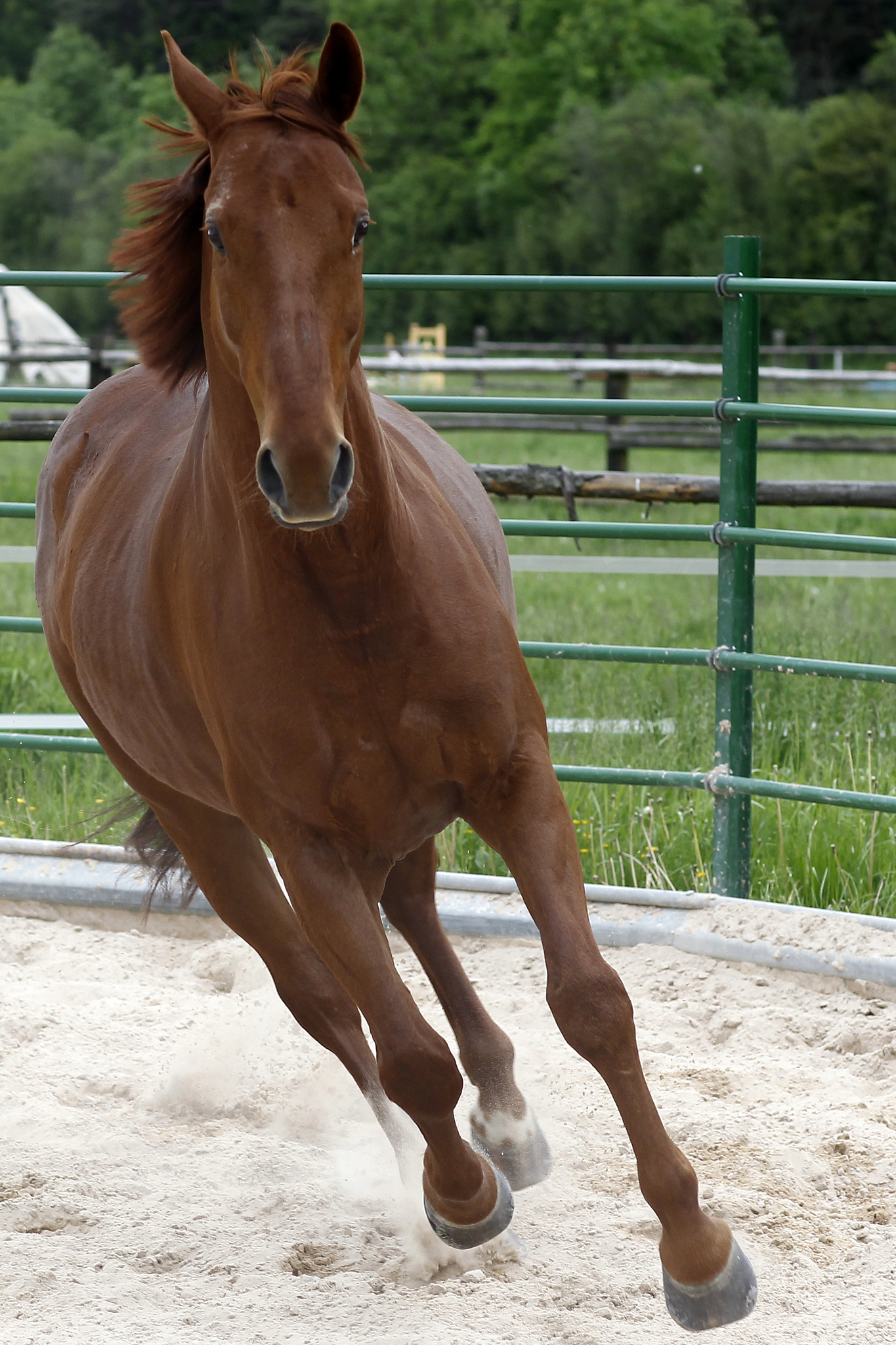 horse