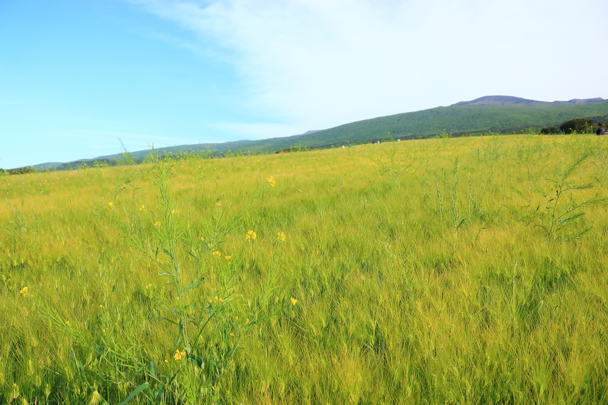 blue barley field, farming, field, field, middle mountain, rape 