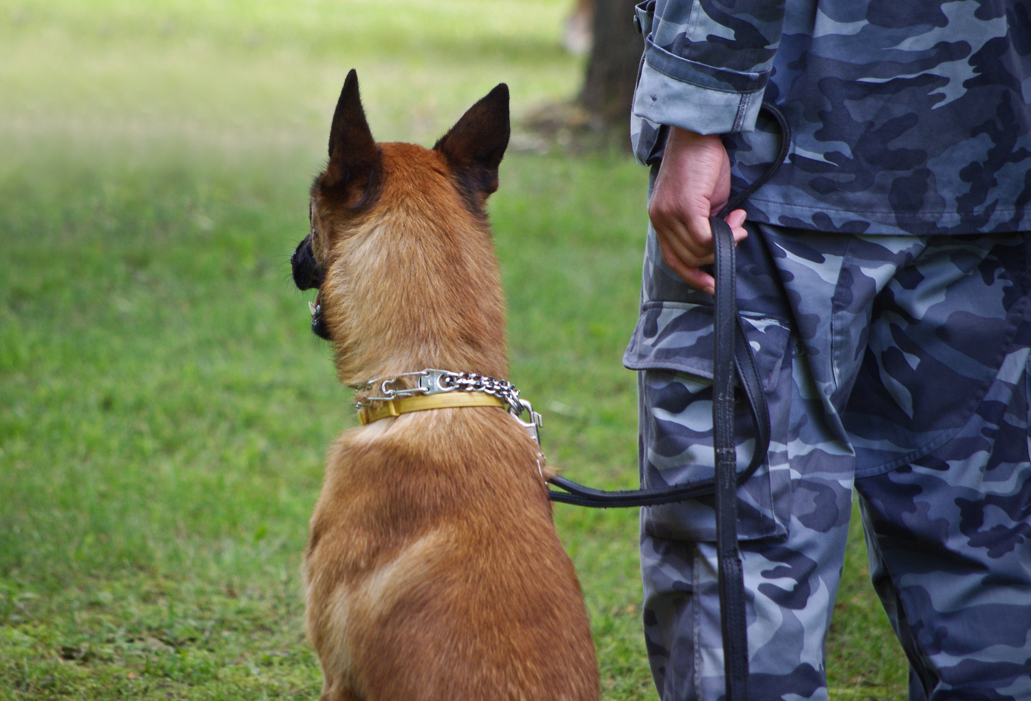 哪些狗狗容易咬人？遇到狗狗如何避免被咬？