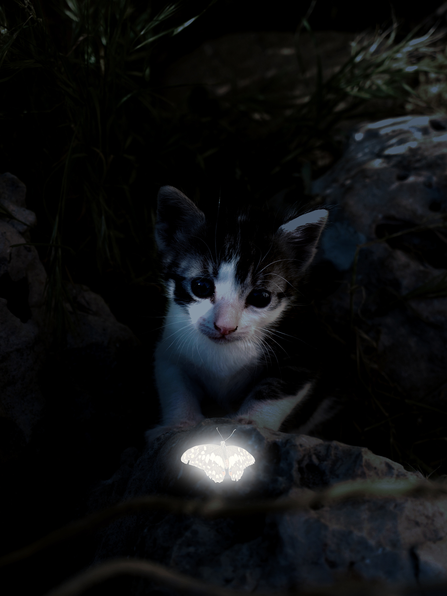 深夜猫叫，背后隐藏的秘密！