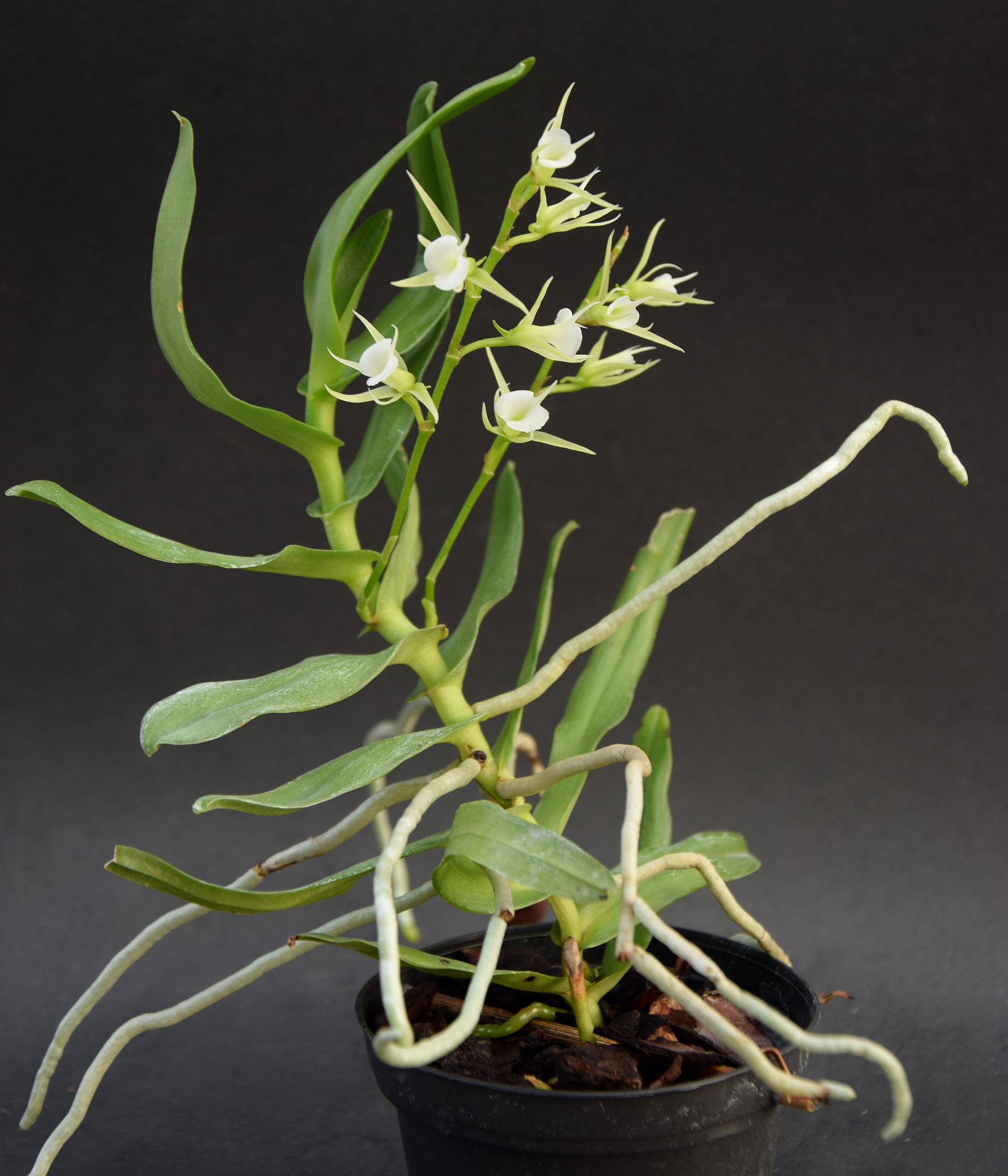 rare wild epiphytic orchid oeoniella polystachys