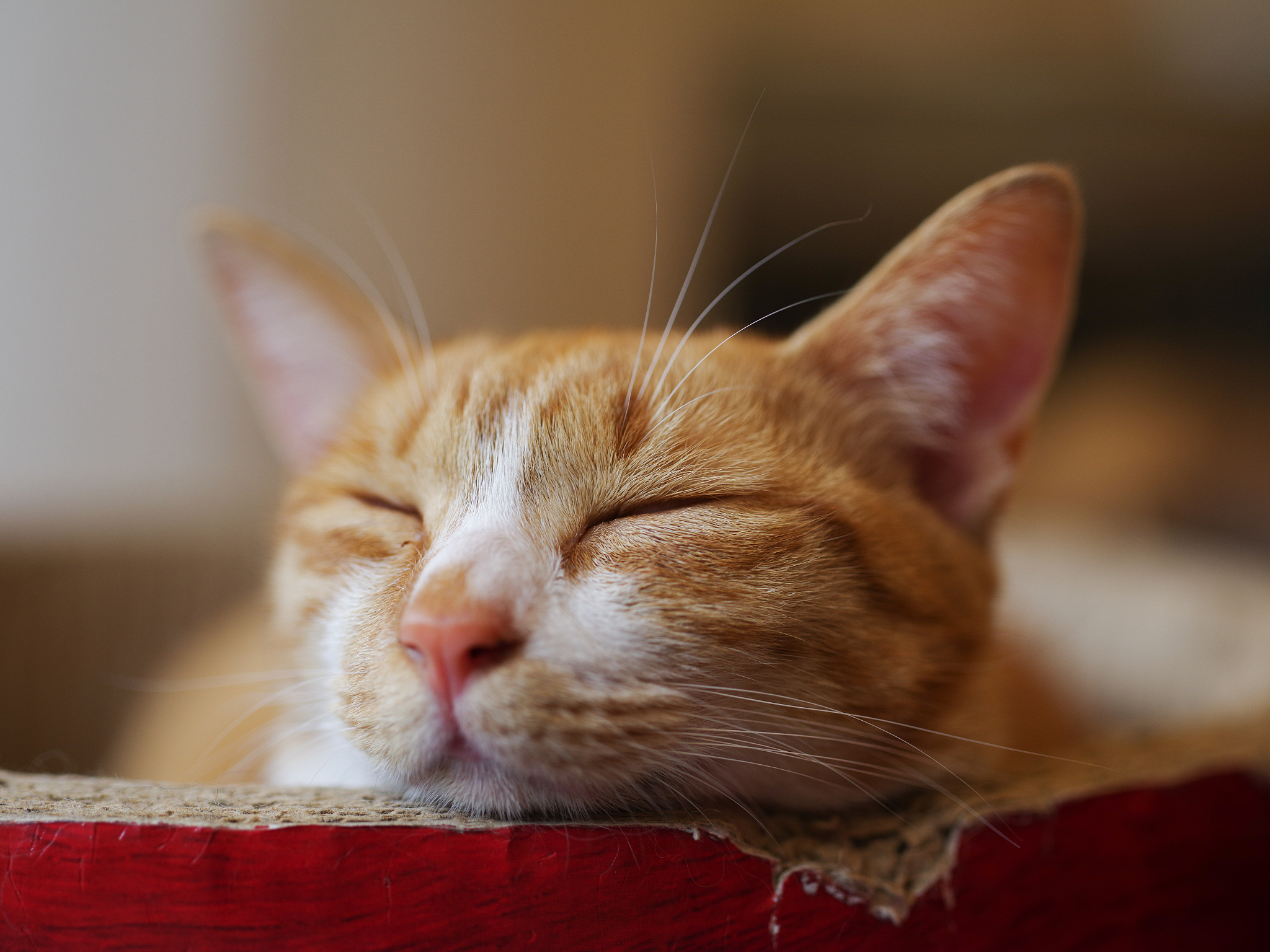 我的猫出生在去年端午节 到今年41日他多大了