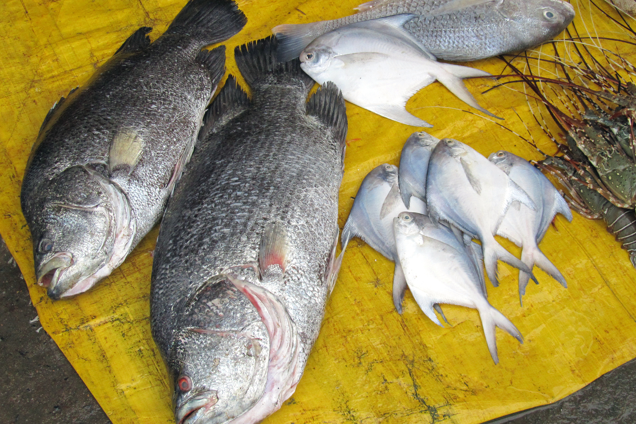 十种海水养殖鱼类列出科属种