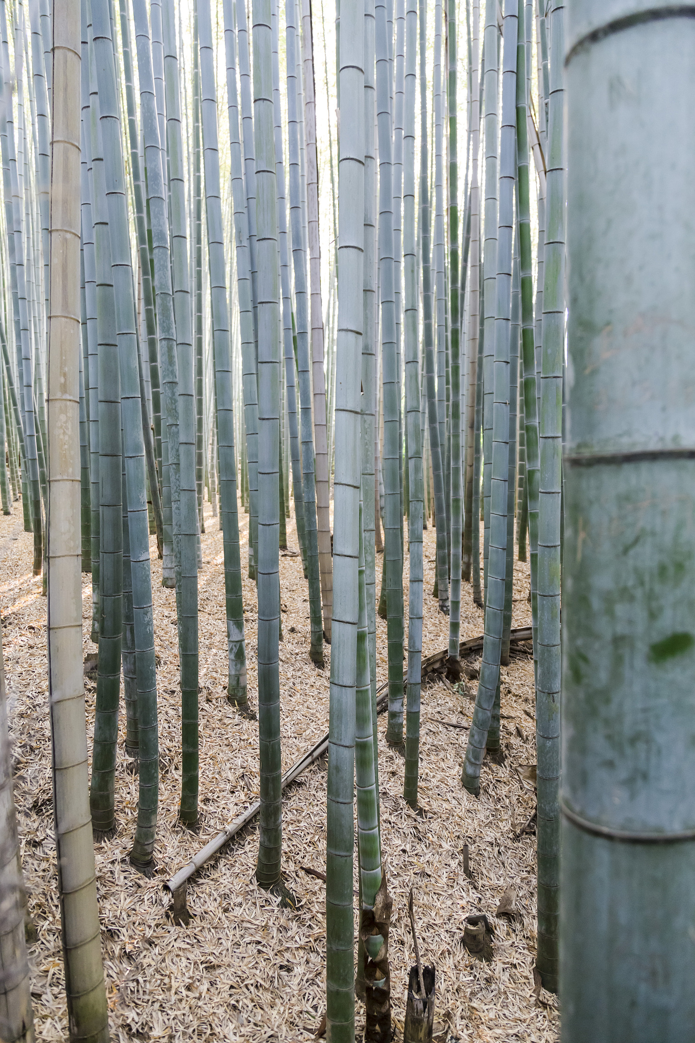 bamboo forest