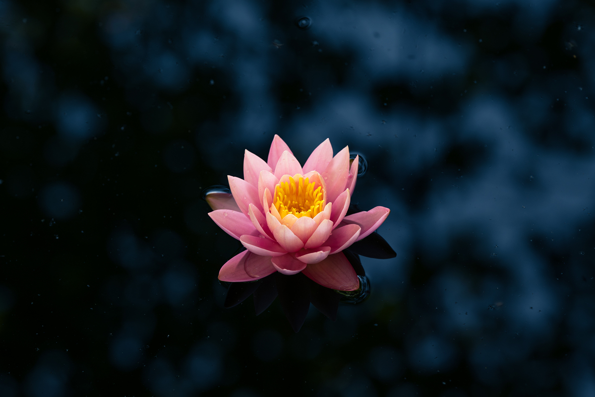 灵魂莲华绽灵版是什么意思