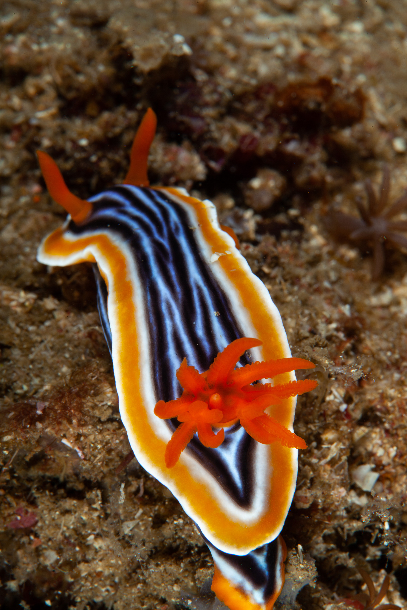 高一下册生物知识点总结：细胞、遗传、进化、生态