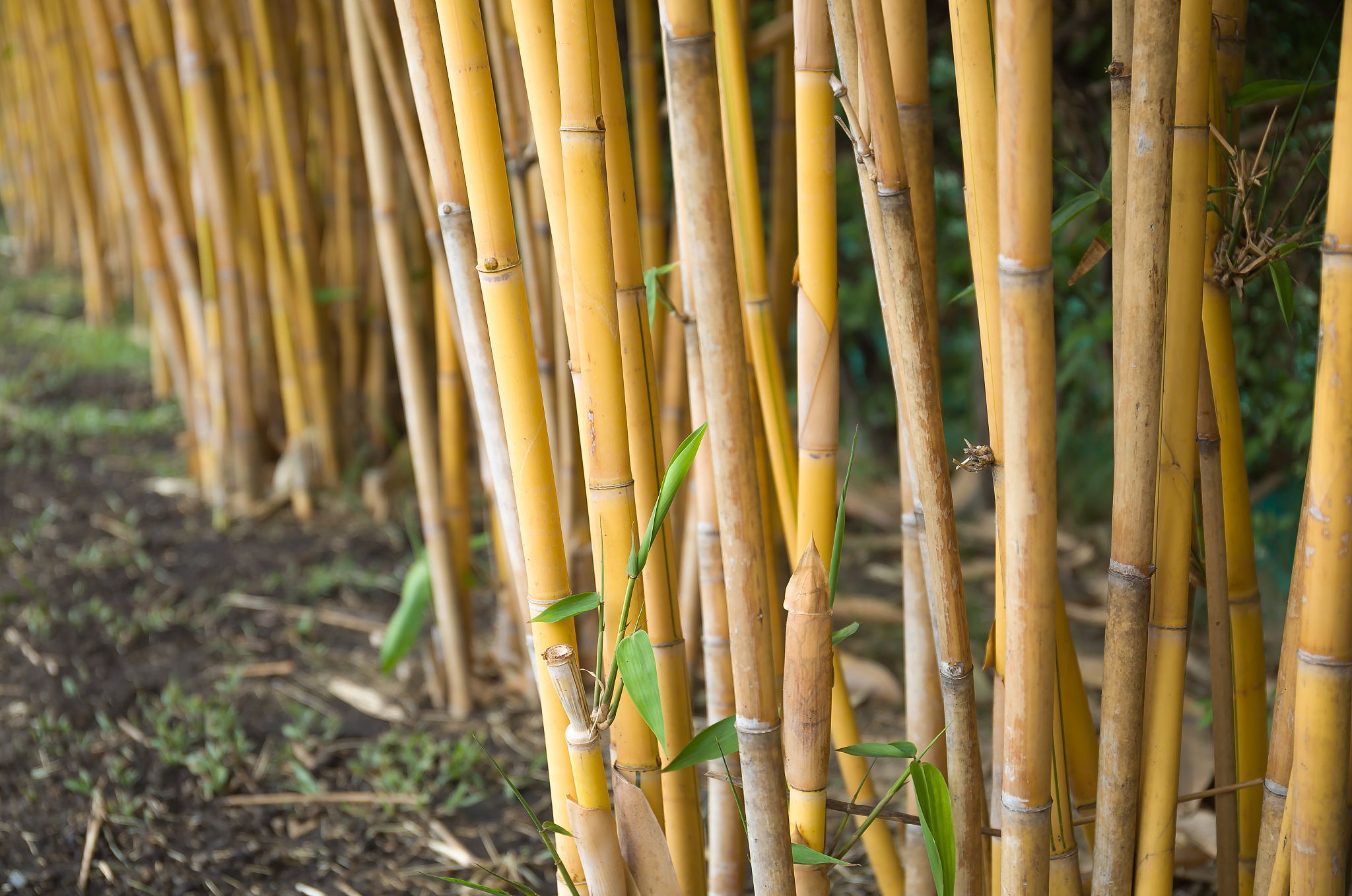 bamboo