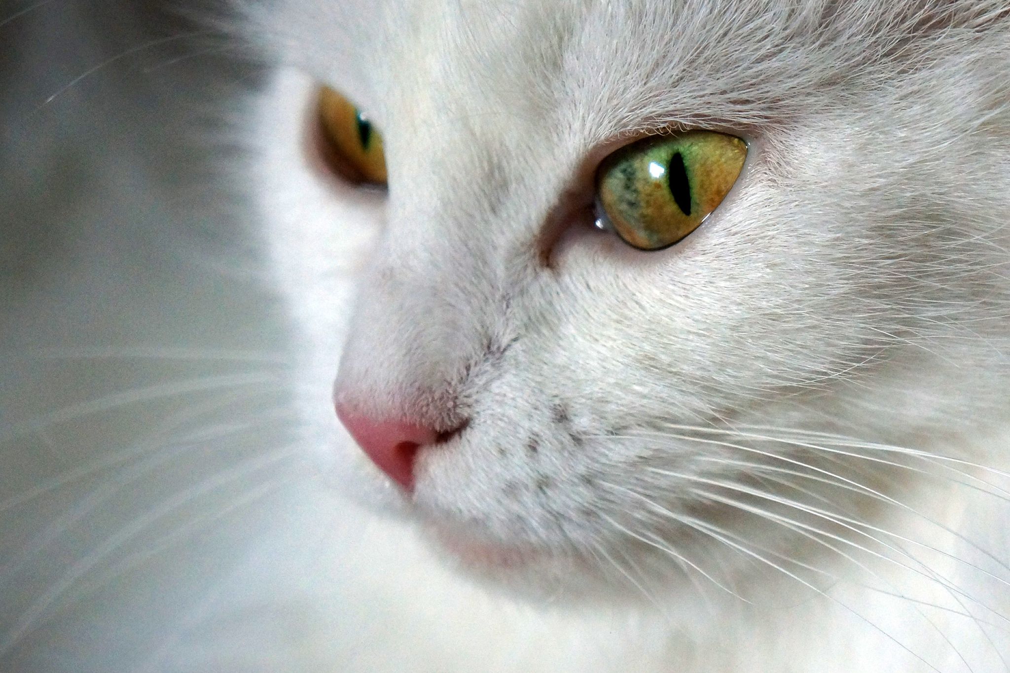 the look