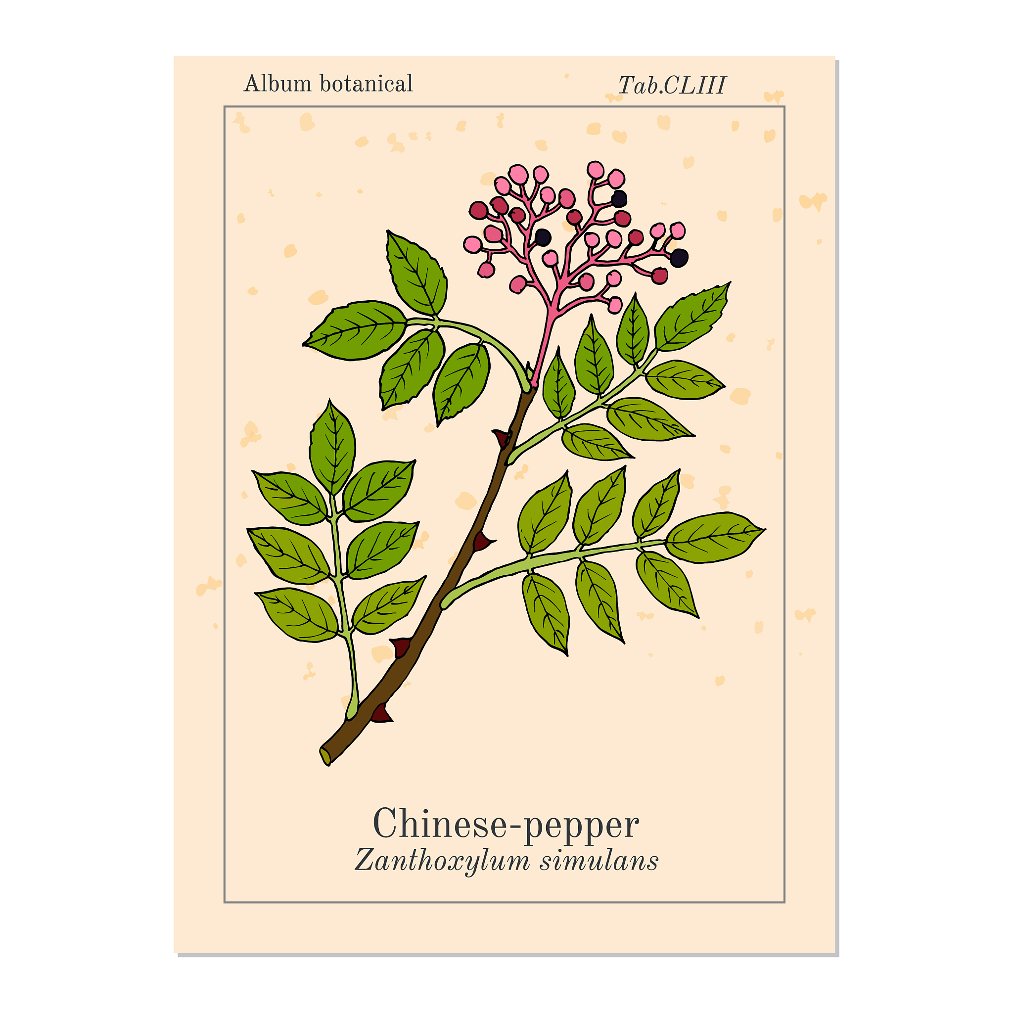 调整如下段落要求语句通顺上下文连贯花椒属芸香科是重要的食用调味品、中药材和香料原产于中国1。据史料记载我国从春秋战国时期就开始食用花椒花椒在中国的栽培和使用历史已经接近3000年其在亚洲美洲、非洲及大洋洲等全球范围内均有广泛分布。中国一直以来是花椒种植第一大国除东北、内蒙古等少数地区的其他省份均有种植分布范围广、种植面积大。目前花椒品种有250余种在中国约有45个种和13个变种主要代表种植品种有大