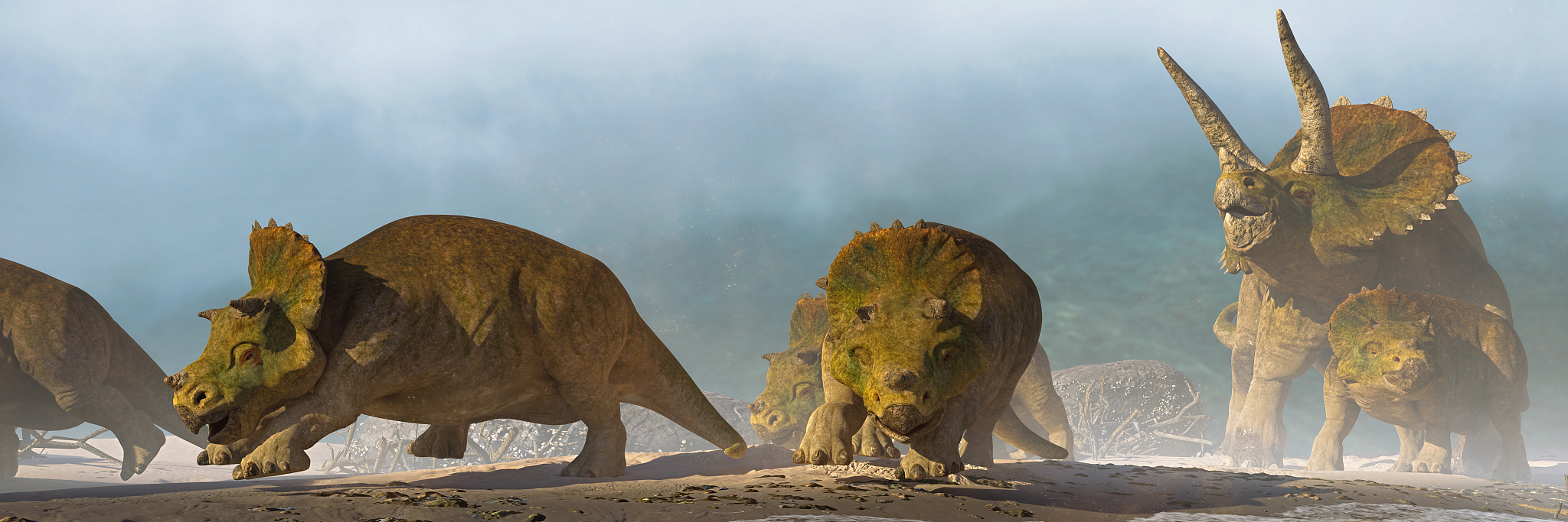 triceratops horridus family, group of dinosaurs in beautiful lan