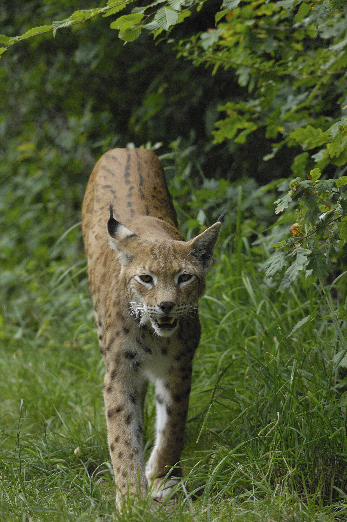 狞猫vs猞猁：你分得清吗？