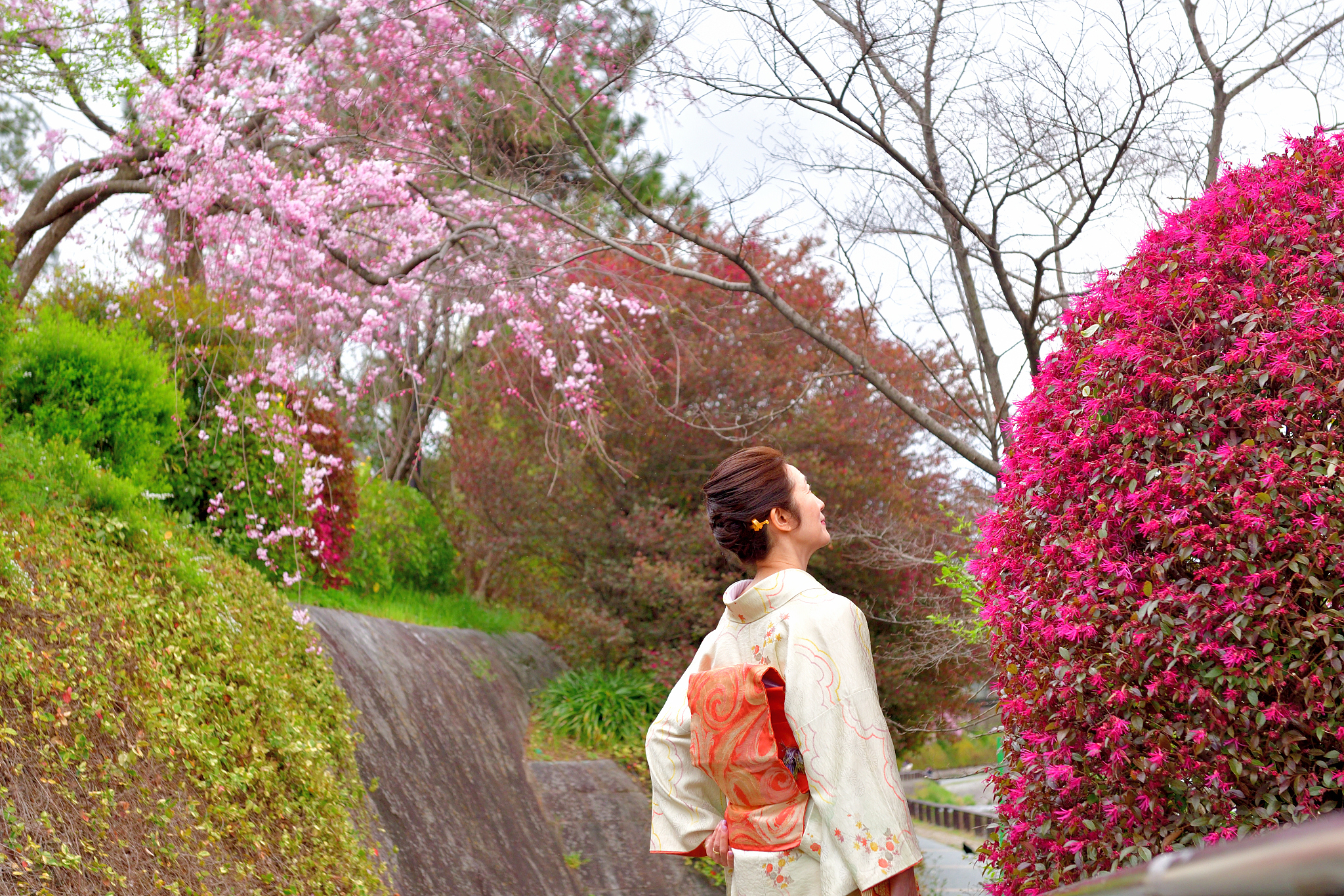 japanese woman in kimono enjoying cherry blossom along kamo rive