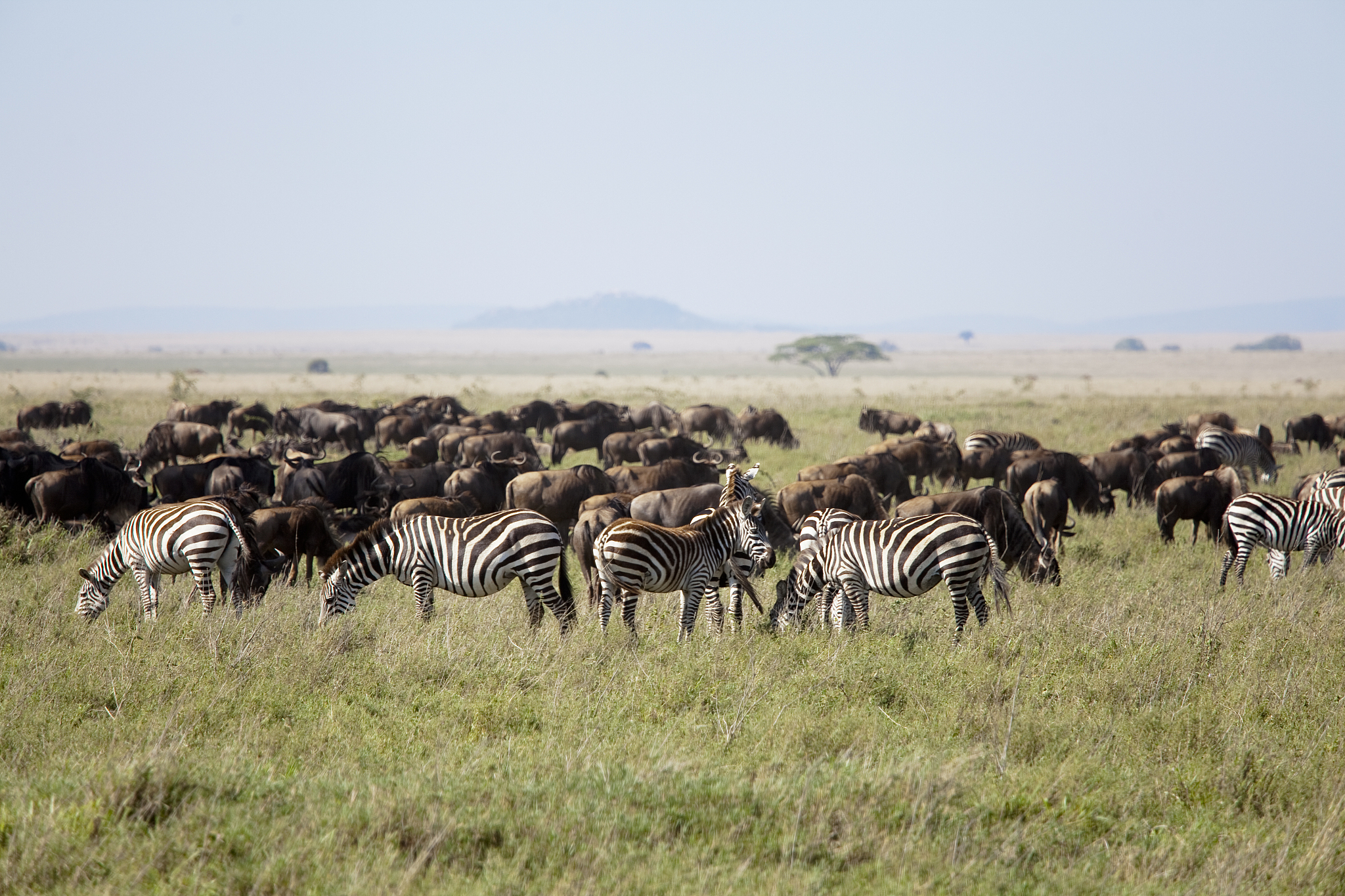herd of wildebeests and zebras in serengeti