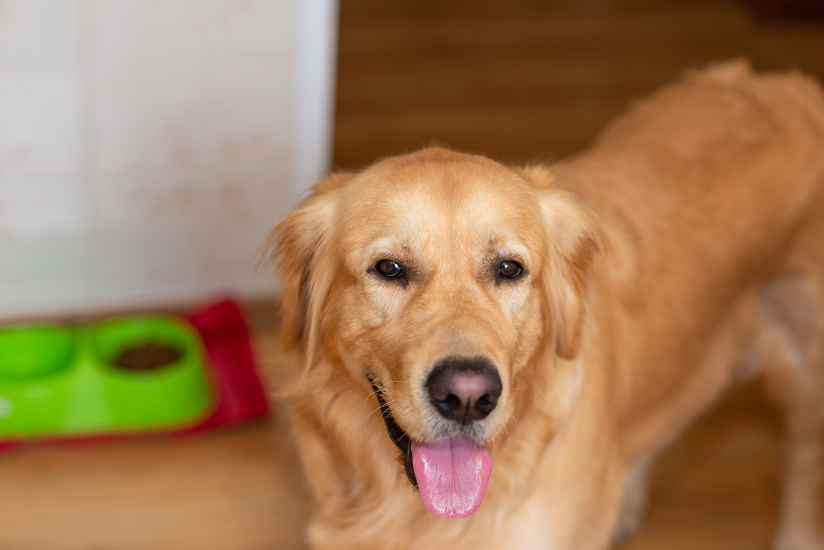 看家护院首选犬种:忠诚卫士任你挑!