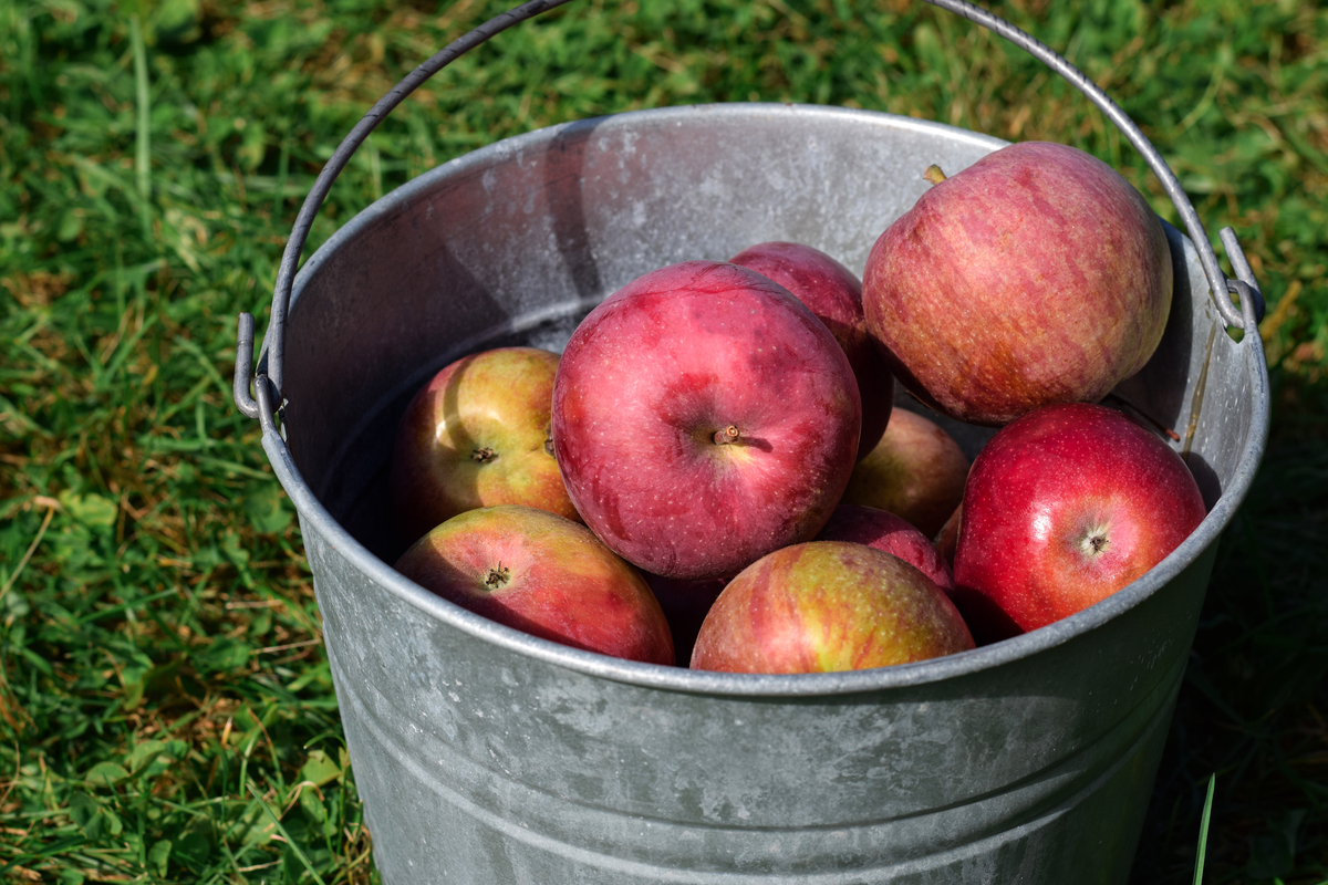 苹果可以过夜吃吗